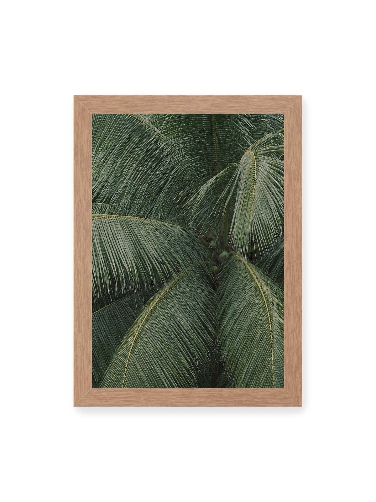 21x30 cm, Eichenrahmen – Dicht überlagerte grüne Palmwedel mit gebogenen Blattrippen und einzelnen Kokosnüssen im Zentrum.