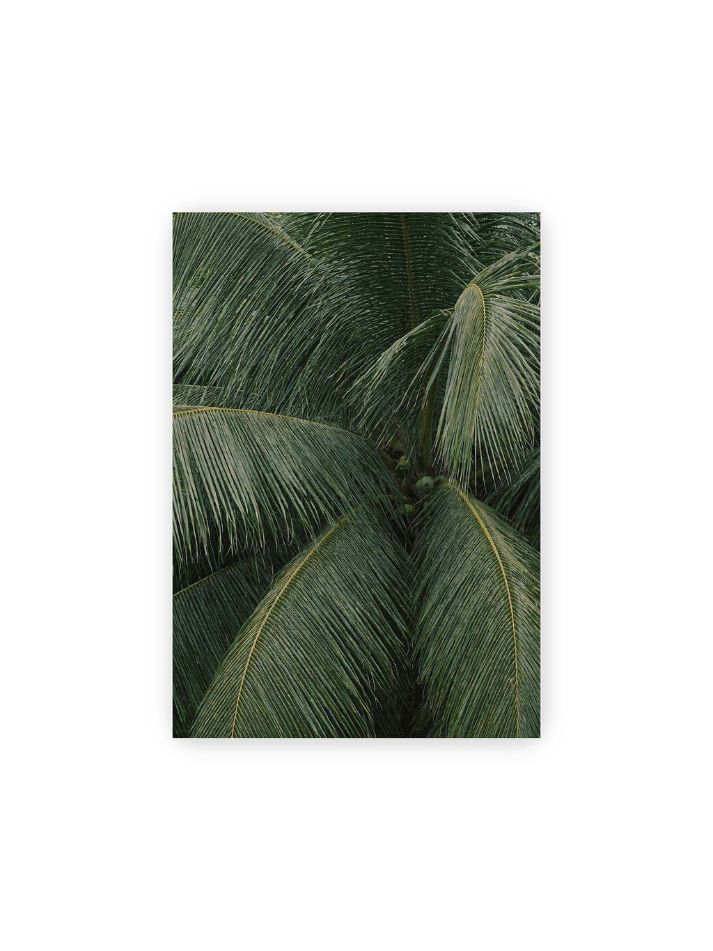 21x30 cm – Dicht überlagerte grüne Palmwedel mit gebogenen Blattrippen und einzelnen Kokosnüssen im Zentrum.