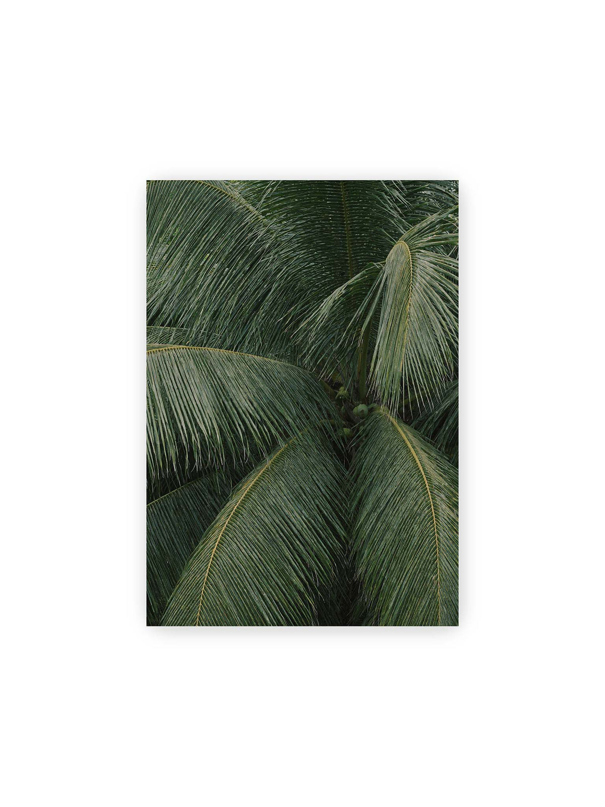 21x30 cm – Dicht überlagerte grüne Palmwedel mit gebogenen Blattrippen und einzelnen Kokosnüssen im Zentrum.