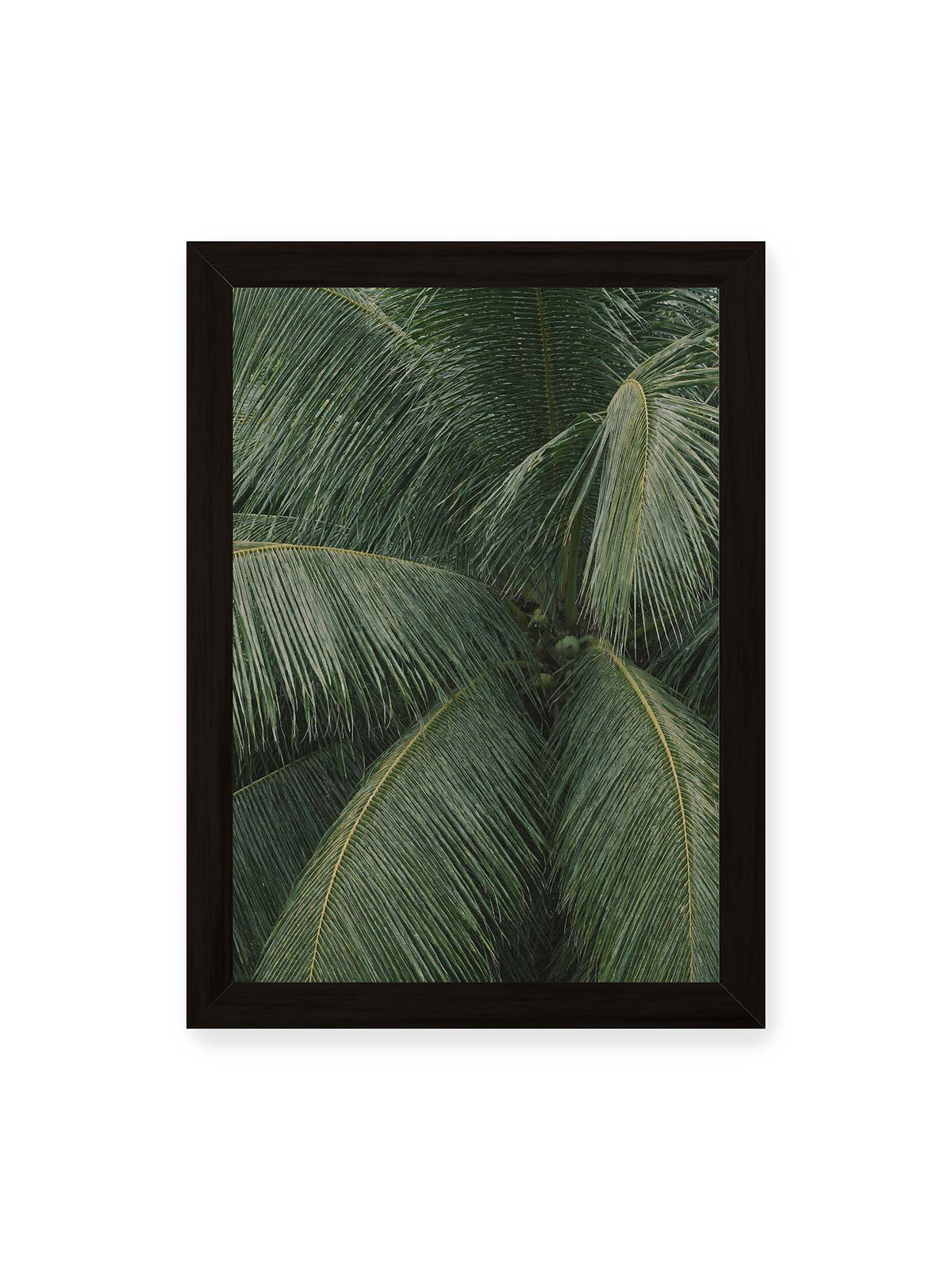 21x30 cm, schwarzer Rahmen – Dicht überlagerte grüne Palmwedel mit gebogenen Blattrippen und einzelnen Kokosnüssen im Zentrum.