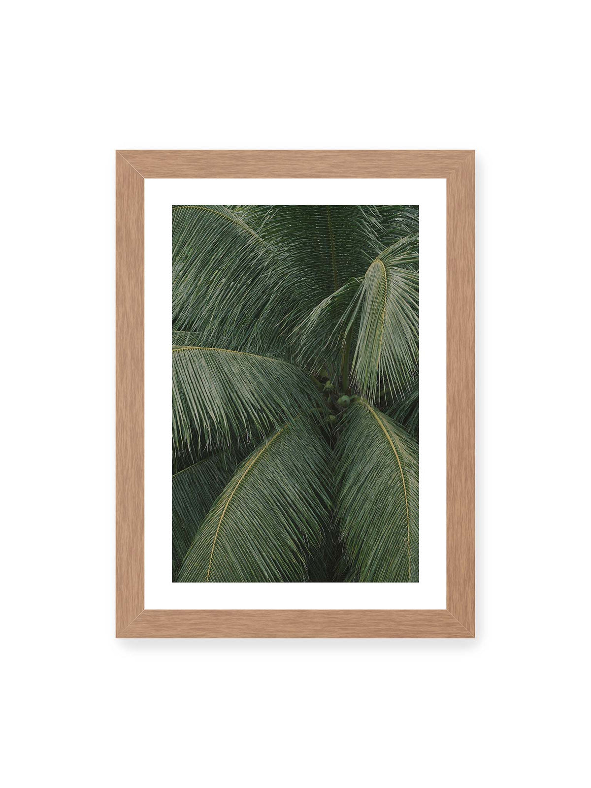 21x30 cm, weißer Galerie-Rand, Eichenrahmen – Dicht überlagerte grüne Palmwedel mit gebogenen Blattrippen und einzelnen Kokosnüssen im Zentrum.