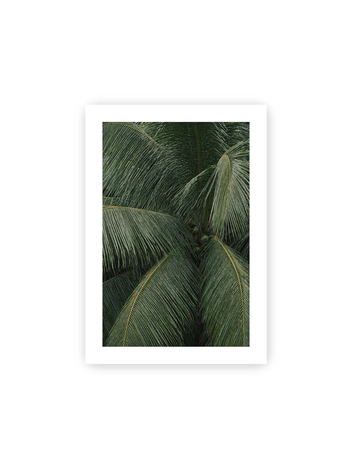 21x30 cm, weißer Galerie-Rand – Dicht überlagerte grüne Palmwedel mit gebogenen Blattrippen und einzelnen Kokosnüssen im Zentrum.