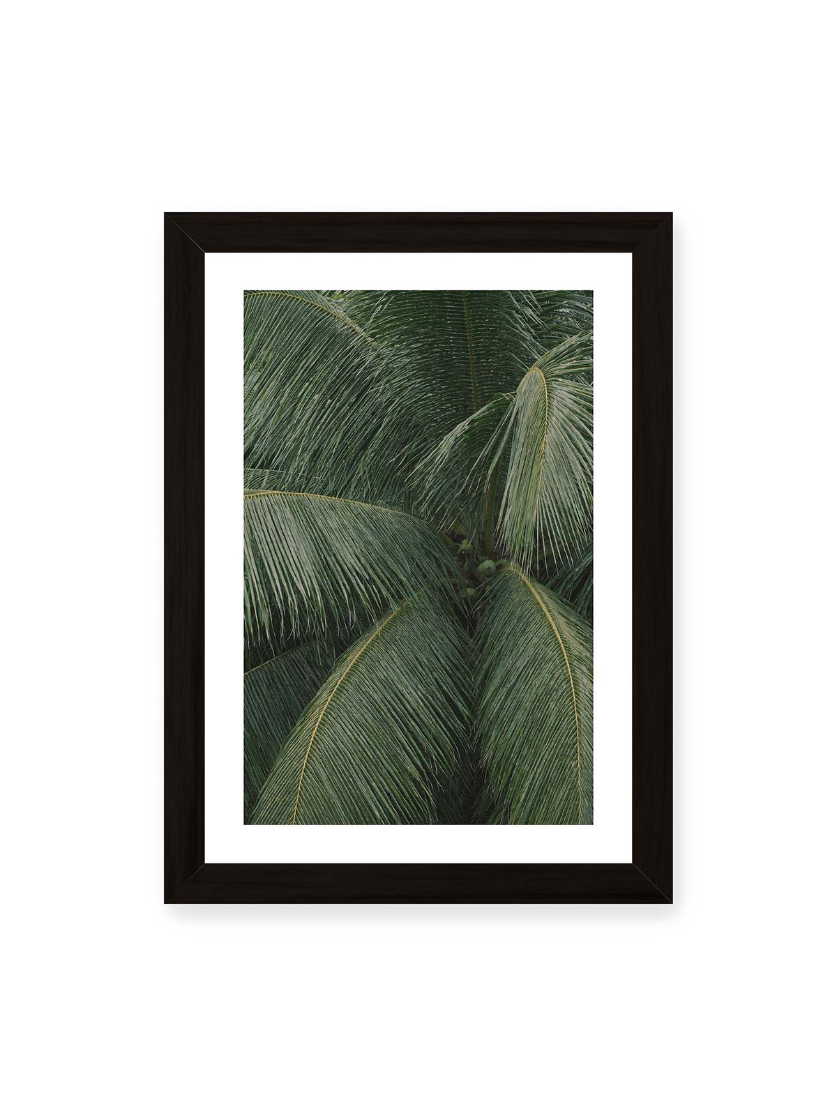 21x30 cm, weißer Galerie-Rand, schwarzer Rahmen – Dicht überlagerte grüne Palmwedel mit gebogenen Blattrippen und einzelnen Kokosnüssen im Zentrum.
