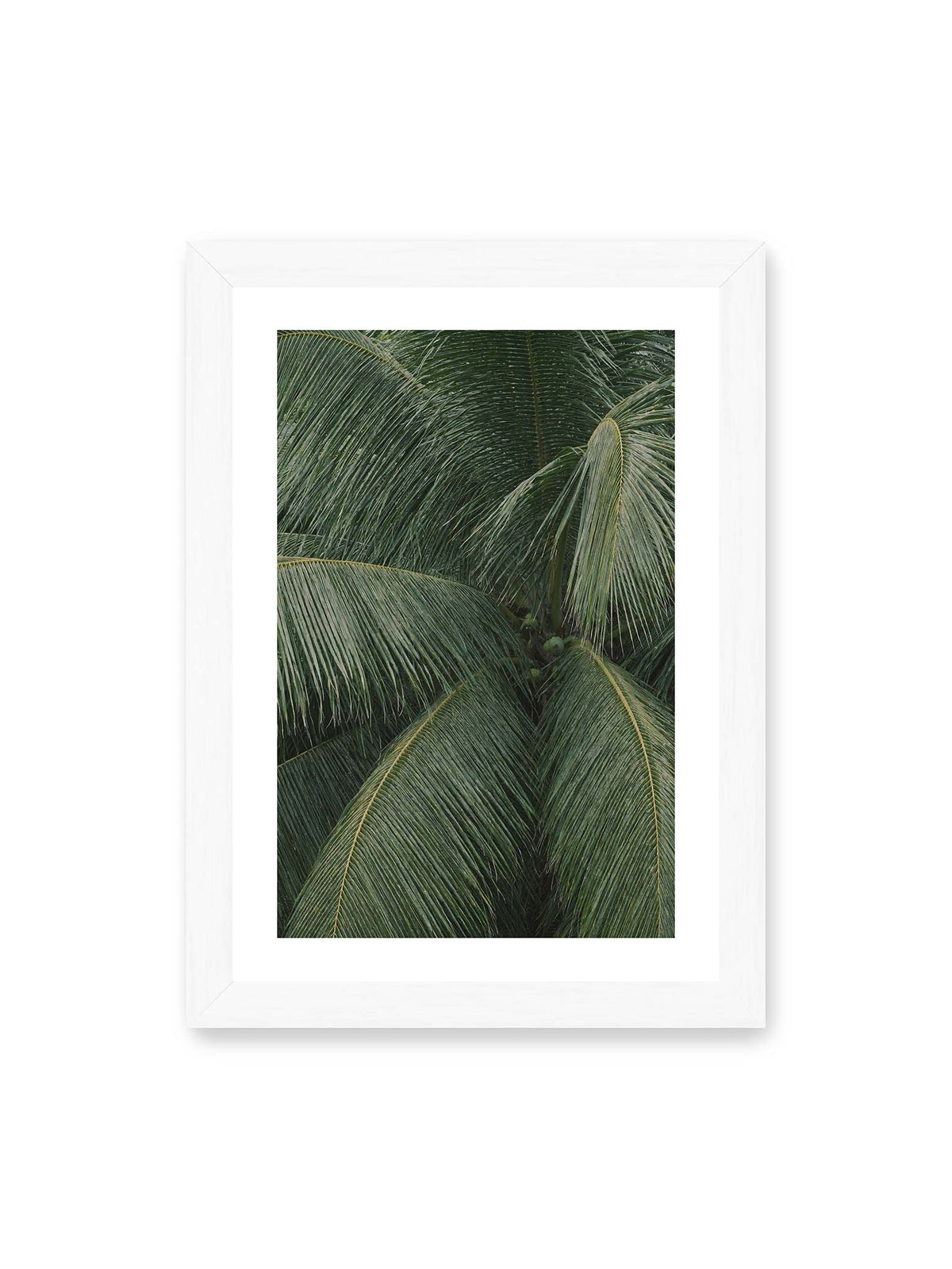 21x30 cm, weißer Galerie-Rand, weißer Rahmen – Dicht überlagerte grüne Palmwedel mit gebogenen Blattrippen und einzelnen Kokosnüssen im Zentrum.