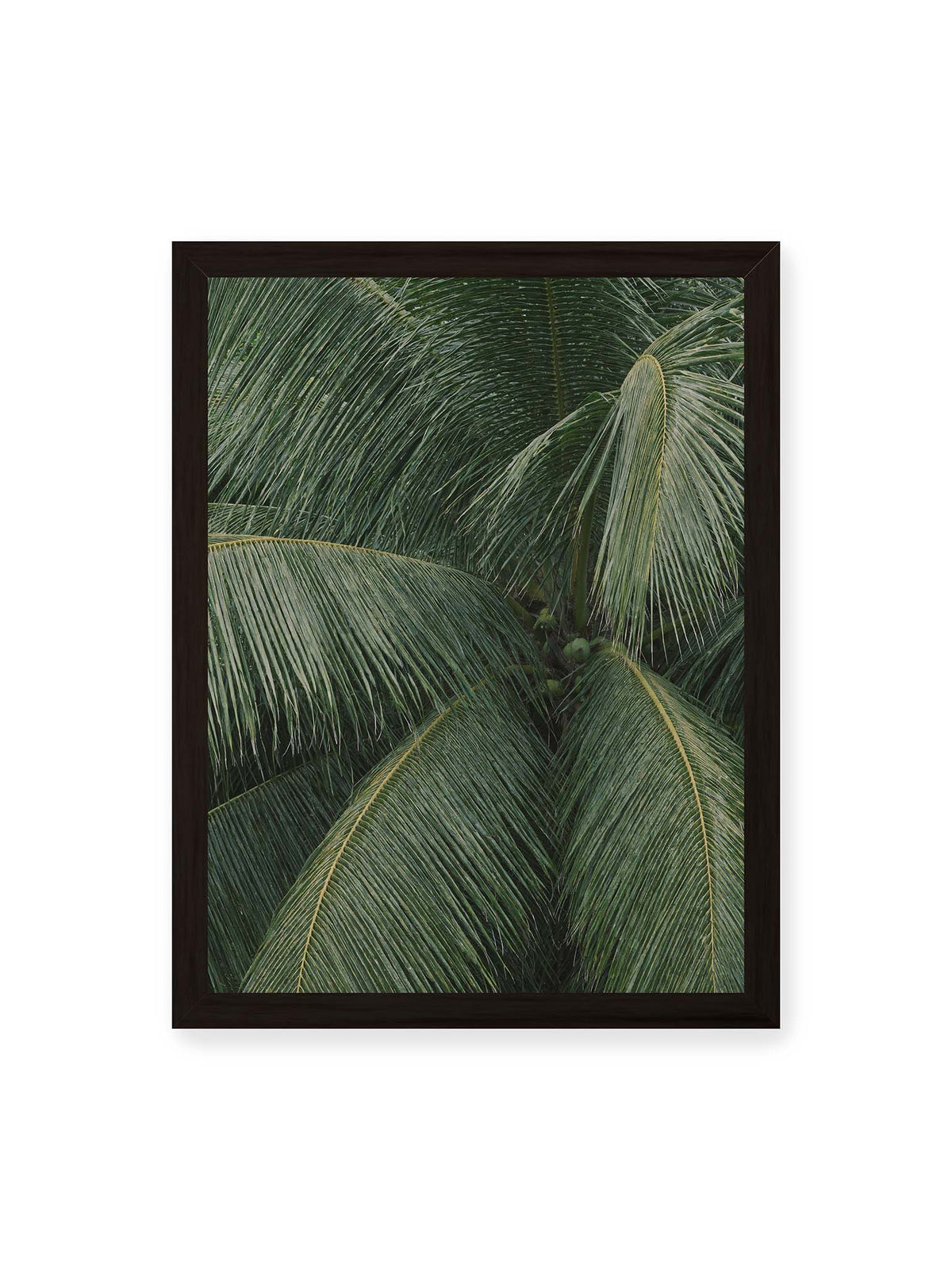 30x40 cm, schwarzer Rahmen – Dicht überlagerte grüne Palmwedel mit gebogenen Blattrippen und einzelnen Kokosnüssen im Zentrum.