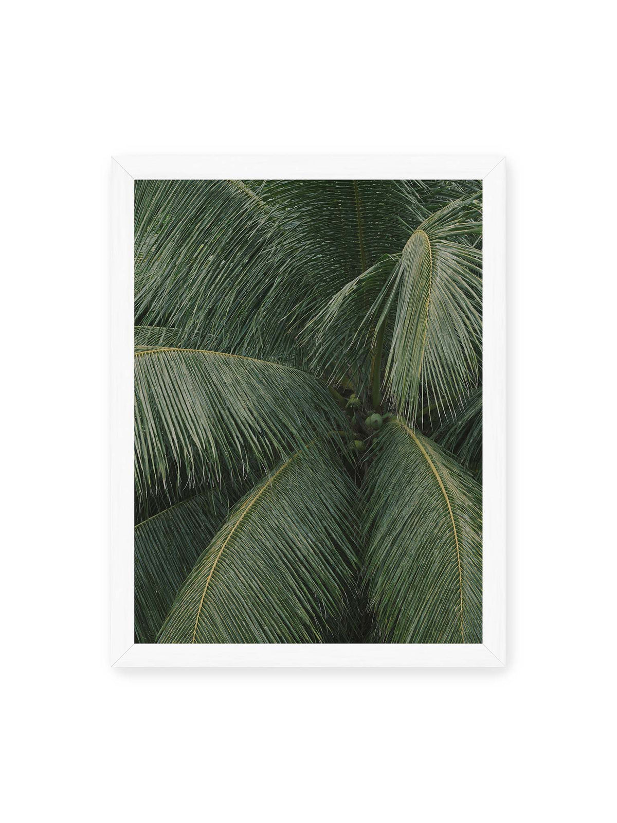30x40 cm, weißer Rahmen – Dicht überlagerte grüne Palmwedel mit gebogenen Blattrippen und einzelnen Kokosnüssen im Zentrum.
