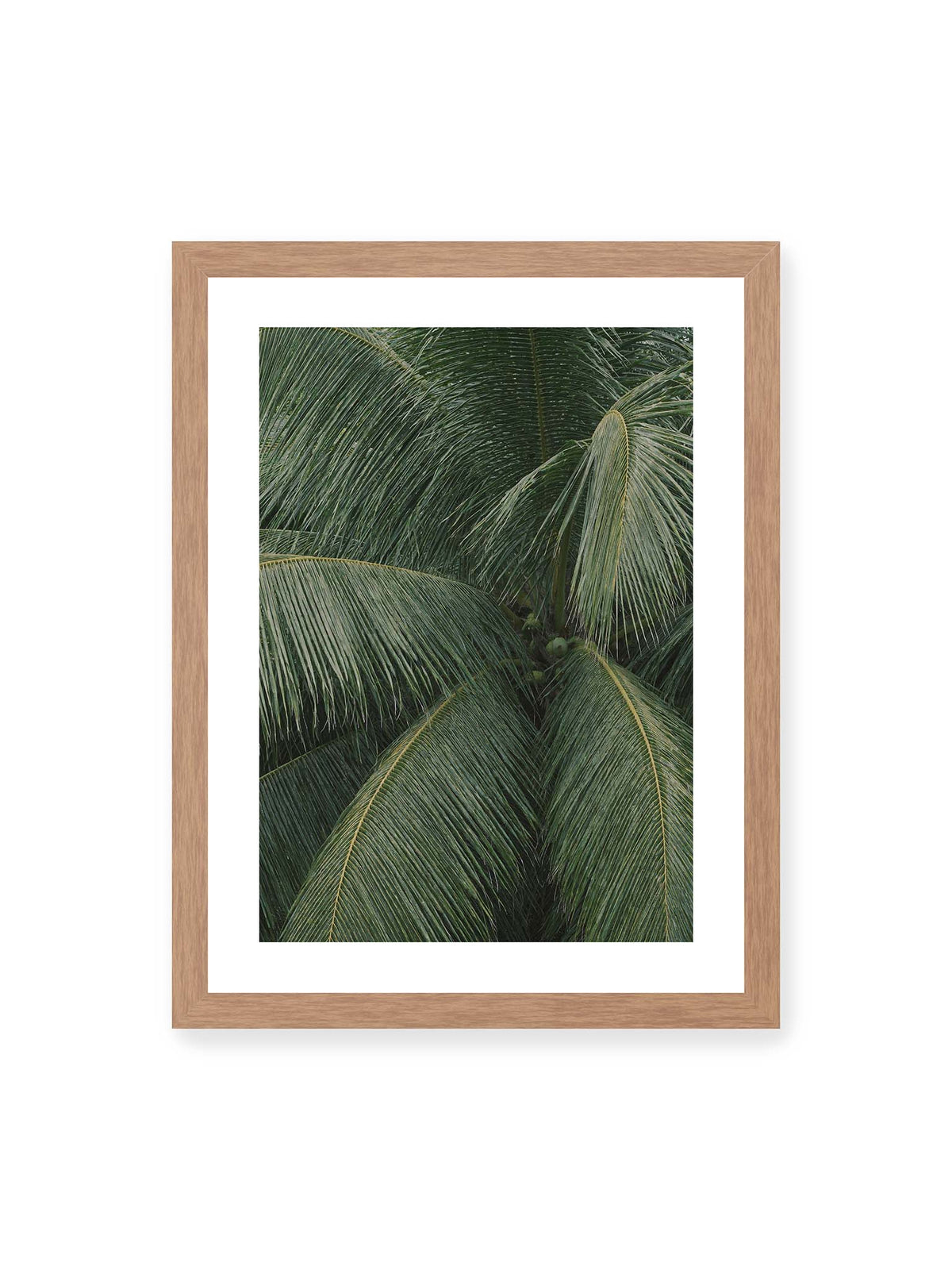 30x40 cm, weißer Galerie-Rand, Eichenrahmen – Dicht überlagerte grüne Palmwedel mit gebogenen Blattrippen und einzelnen Kokosnüssen im Zentrum.