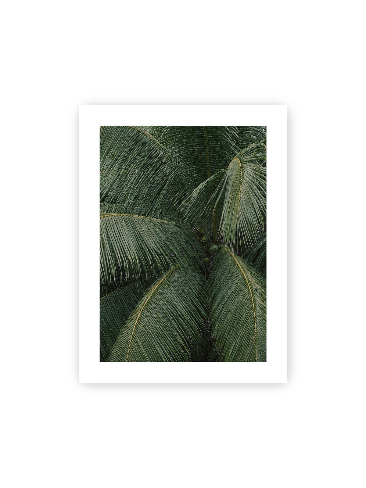 30x40 cm, weißer Galerie-Rand – Dicht überlagerte grüne Palmwedel mit gebogenen Blattrippen und einzelnen Kokosnüssen im Zentrum.
