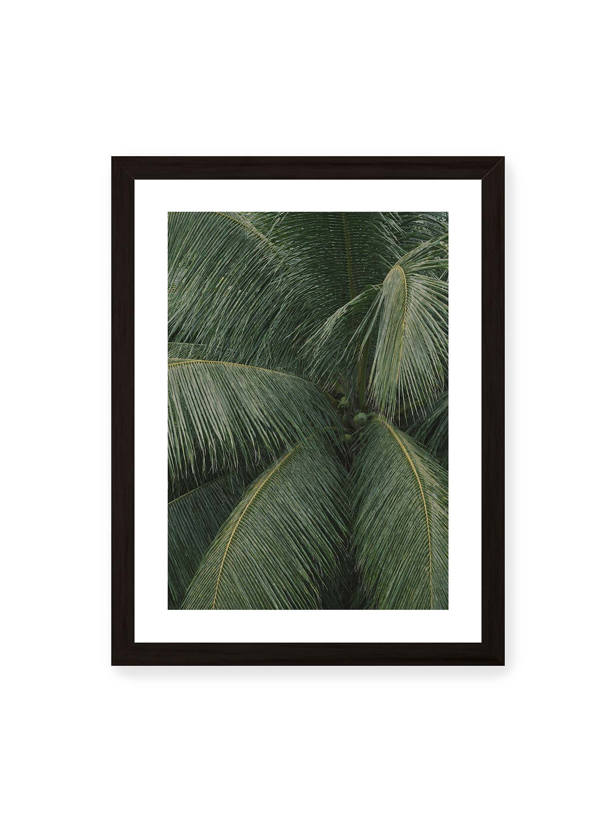 30x40 cm, weißer Galerie-Rand, schwarzer Rahmen – Dicht überlagerte grüne Palmwedel mit gebogenen Blattrippen und einzelnen Kokosnüssen im Zentrum.