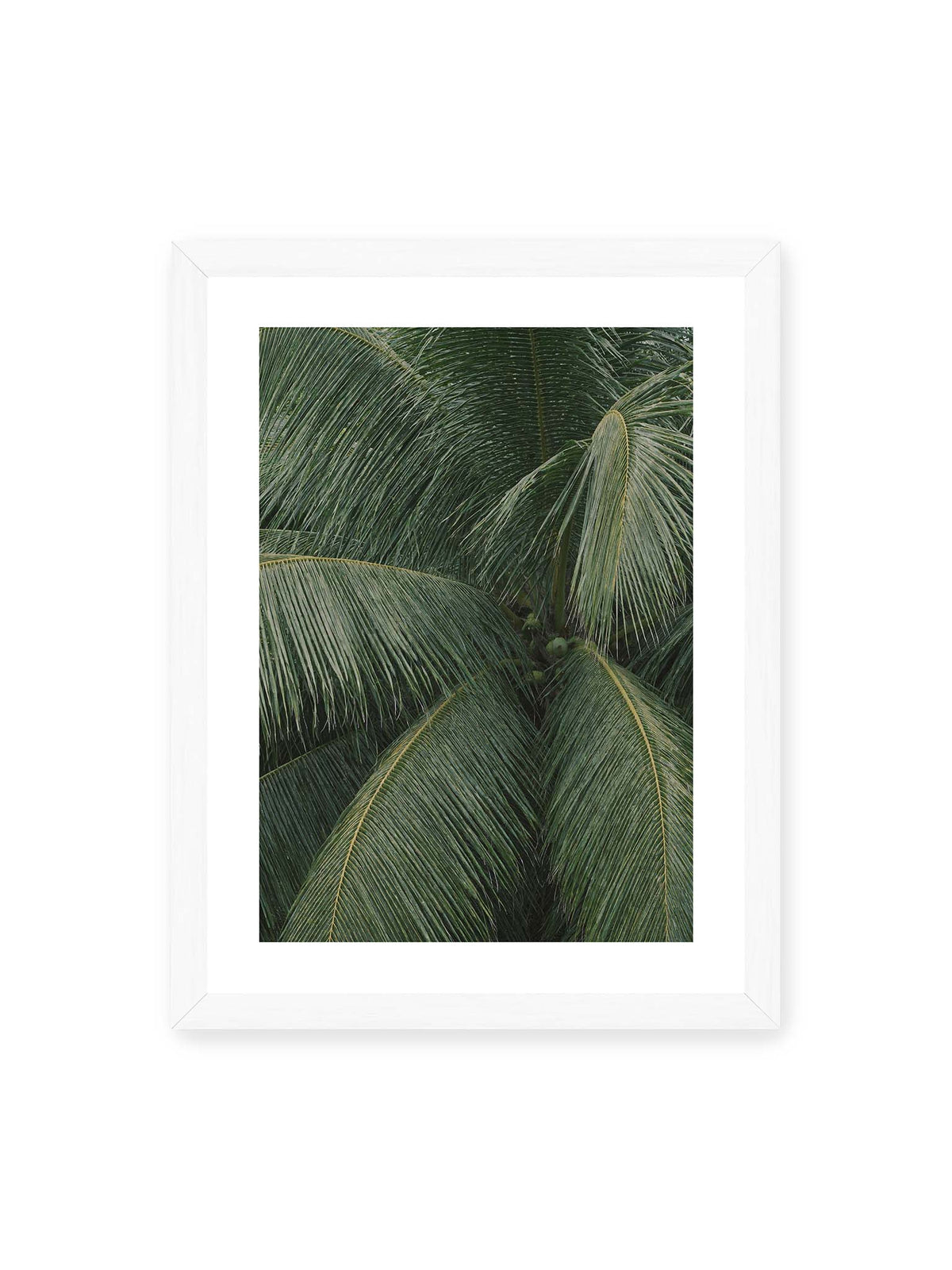 30x40 cm, weißer Galerie-Rand, weißer Rahmen – Dicht überlagerte grüne Palmwedel mit gebogenen Blattrippen und einzelnen Kokosnüssen im Zentrum.