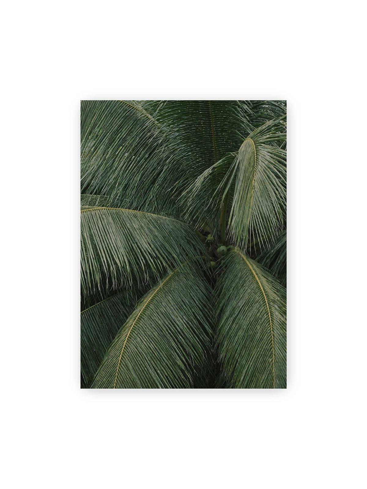 50x70 cm – Dicht überlagerte grüne Palmwedel mit gebogenen Blattrippen und einzelnen Kokosnüssen im Zentrum.