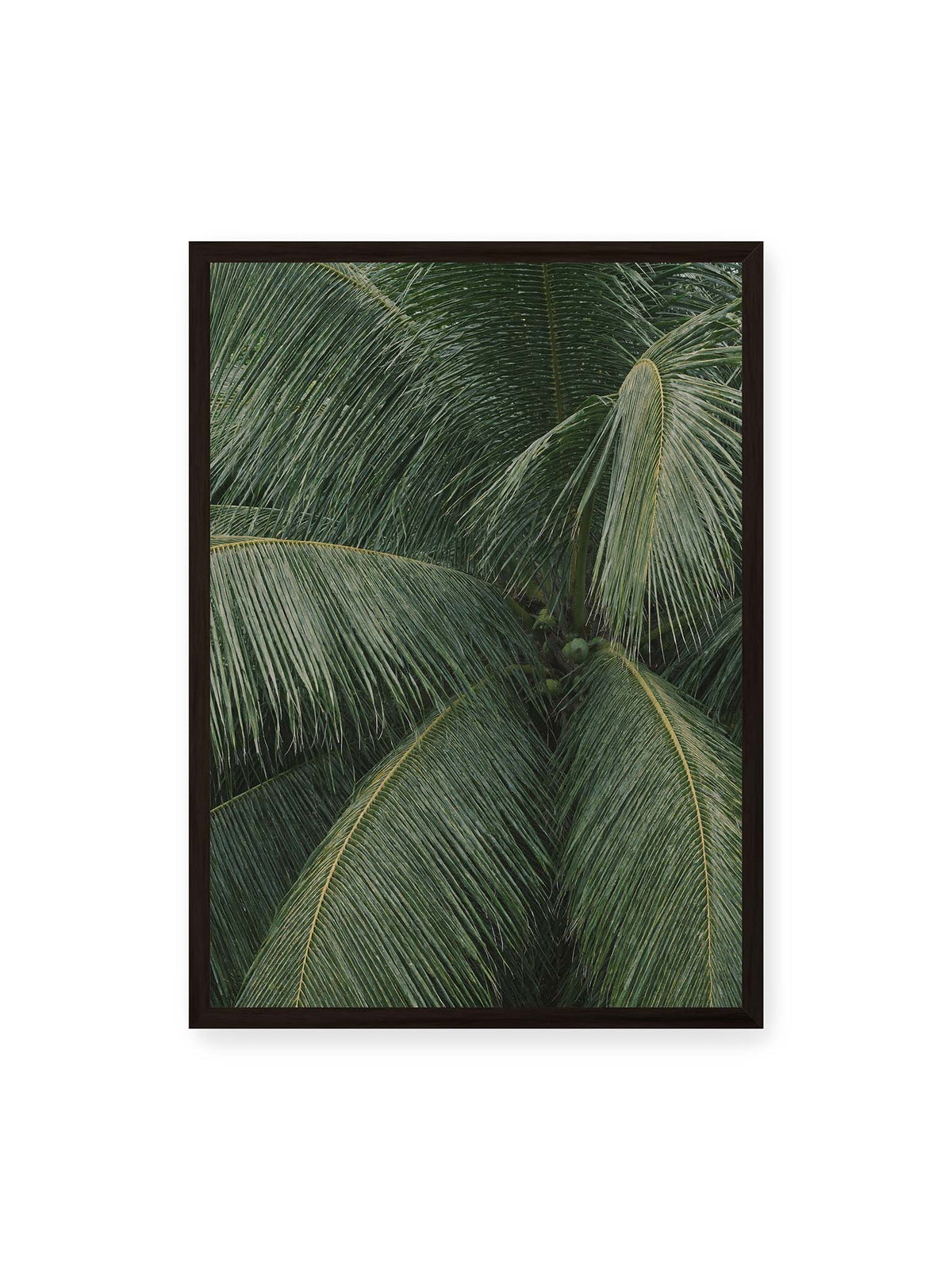 50x70 cm, schwarzer Rahmen – Dicht überlagerte grüne Palmwedel mit gebogenen Blattrippen und einzelnen Kokosnüssen im Zentrum.