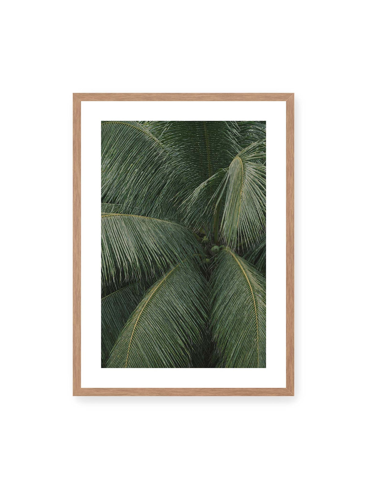 50x70 cm, weißer Galerie-Rand, Eichenrahmen – Dicht überlagerte grüne Palmwedel mit gebogenen Blattrippen und einzelnen Kokosnüssen im Zentrum.