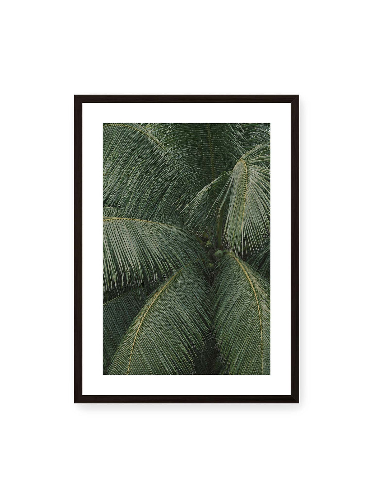 50x70 cm, weißer Galerie-Rand, schwarzer Rahmen – Dicht überlagerte grüne Palmwedel mit gebogenen Blattrippen und einzelnen Kokosnüssen im Zentrum.