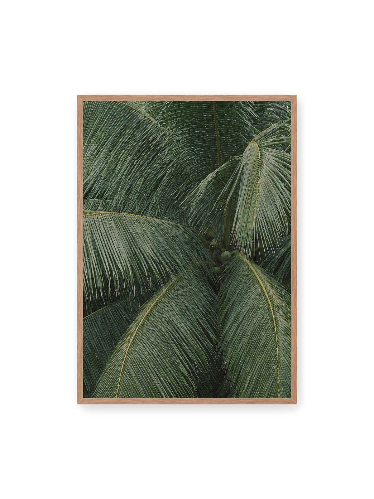 70x100 cm, Eichenrahmen – Dicht überlagerte grüne Palmwedel mit gebogenen Blattrippen und einzelnen Kokosnüssen im Zentrum.