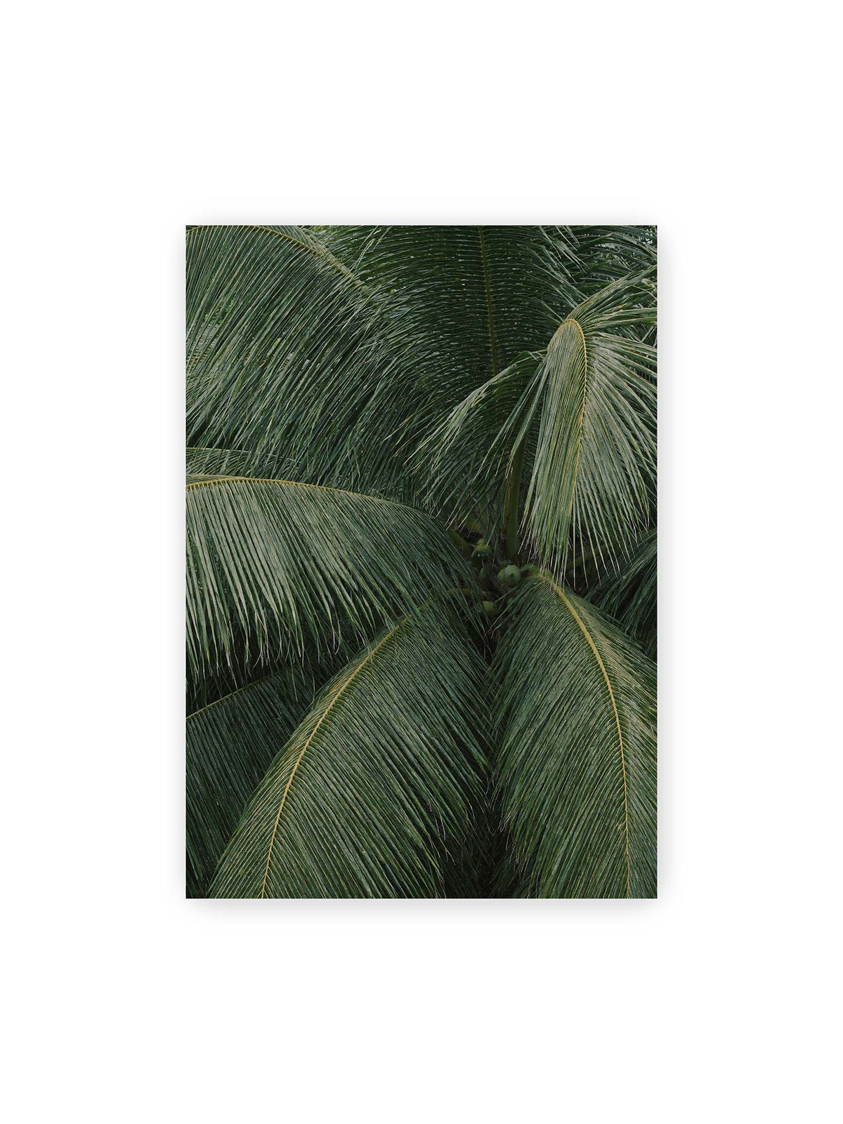 70x100 cm – Dicht überlagerte grüne Palmwedel mit gebogenen Blattrippen und einzelnen Kokosnüssen im Zentrum.