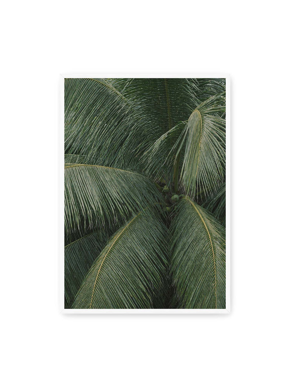 70x100 cm, weißer Rahmen – Dicht überlagerte grüne Palmwedel mit gebogenen Blattrippen und einzelnen Kokosnüssen im Zentrum.