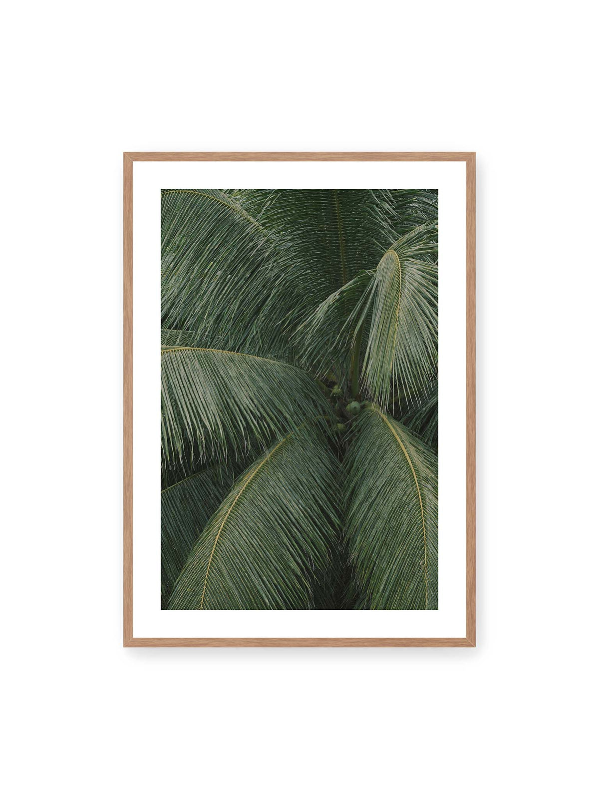 70x100 cm, weißer Galerie-Rand, Eichenrahmen – Dicht überlagerte grüne Palmwedel mit gebogenen Blattrippen und einzelnen Kokosnüssen im Zentrum.