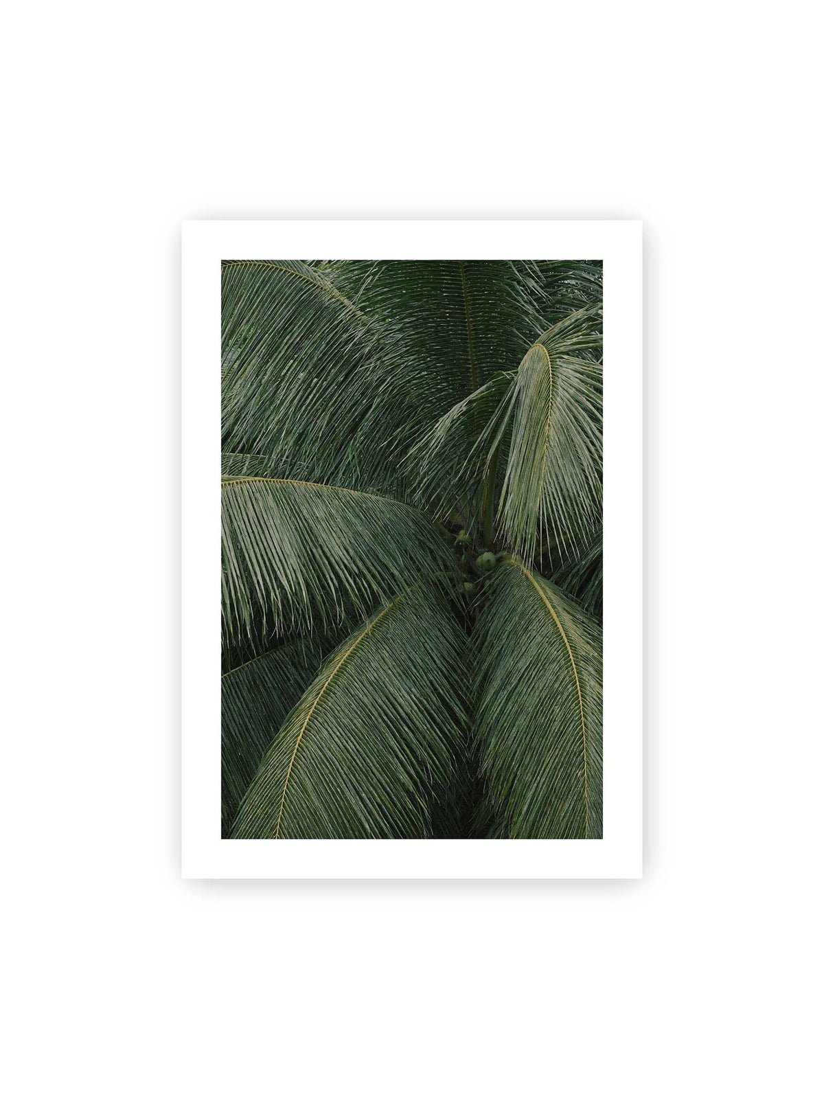 70x100 cm, weißer Galerie-Rand – Dicht überlagerte grüne Palmwedel mit gebogenen Blattrippen und einzelnen Kokosnüssen im Zentrum.