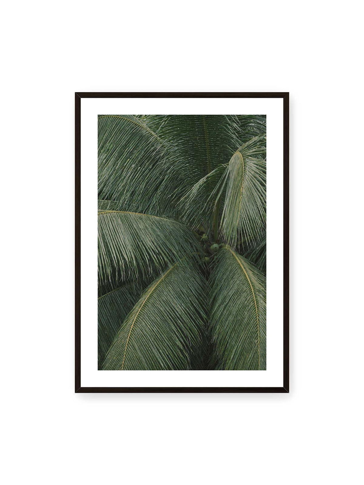 70x100 cm, weißer Galerie-Rand, schwarzer Rahmen – Dicht überlagerte grüne Palmwedel mit gebogenen Blattrippen und einzelnen Kokosnüssen im Zentrum.