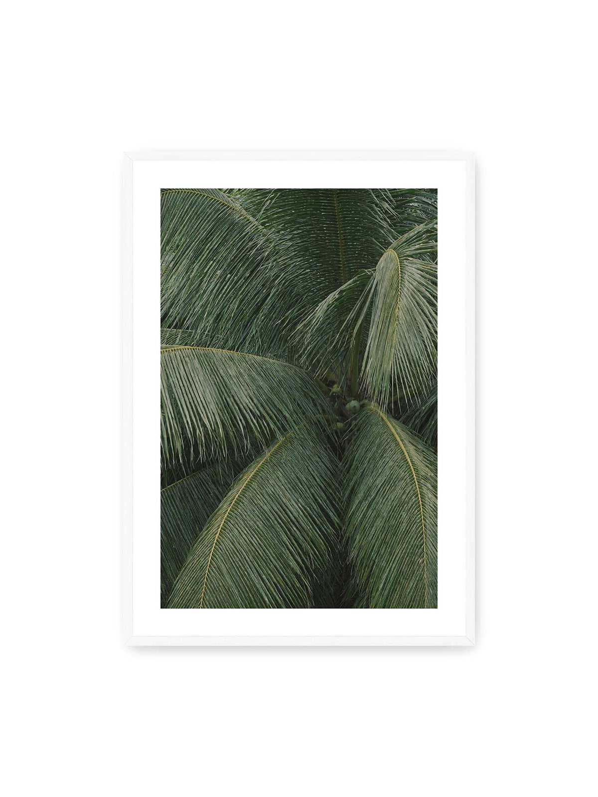 70x100 cm, weißer Galerie-Rand, weißer Rahmen – Dicht überlagerte grüne Palmwedel mit gebogenen Blattrippen und einzelnen Kokosnüssen im Zentrum.