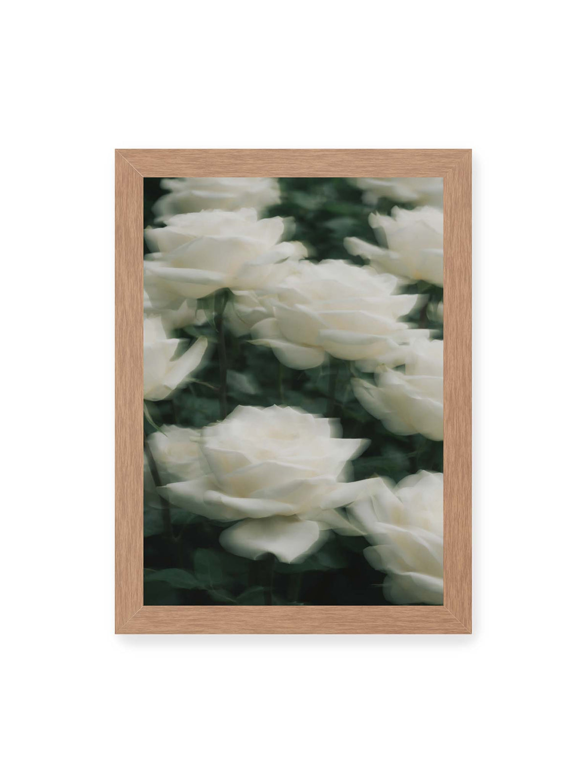 21x30 cm, Eichenrahmen – Weiße Rosen mit weichen, überlagerten Konturen vor dichtem dunkelgrünem Blattwerk.