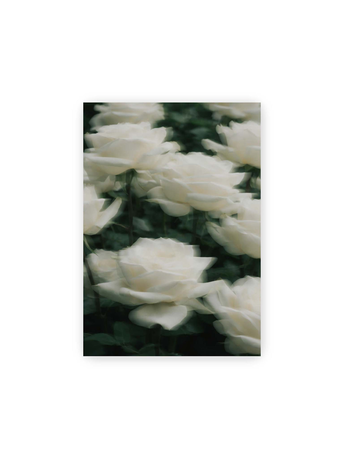 21x30 cm – Weiße Rosen mit weichen, überlagerten Konturen vor dichtem dunkelgrünem Blattwerk.