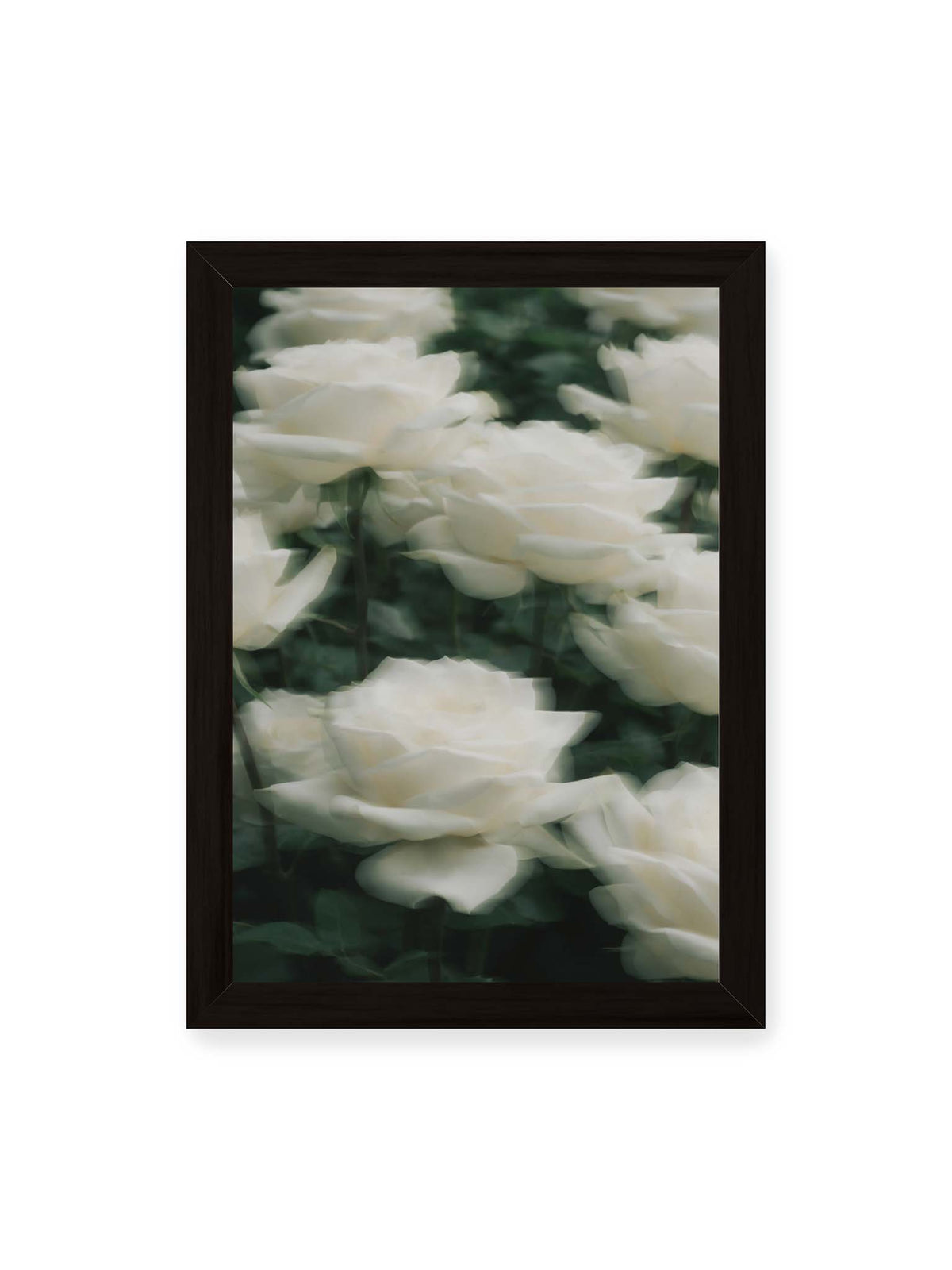 21x30 cm, schwarzer Rahmen – Weiße Rosen mit weichen, überlagerten Konturen vor dichtem dunkelgrünem Blattwerk.