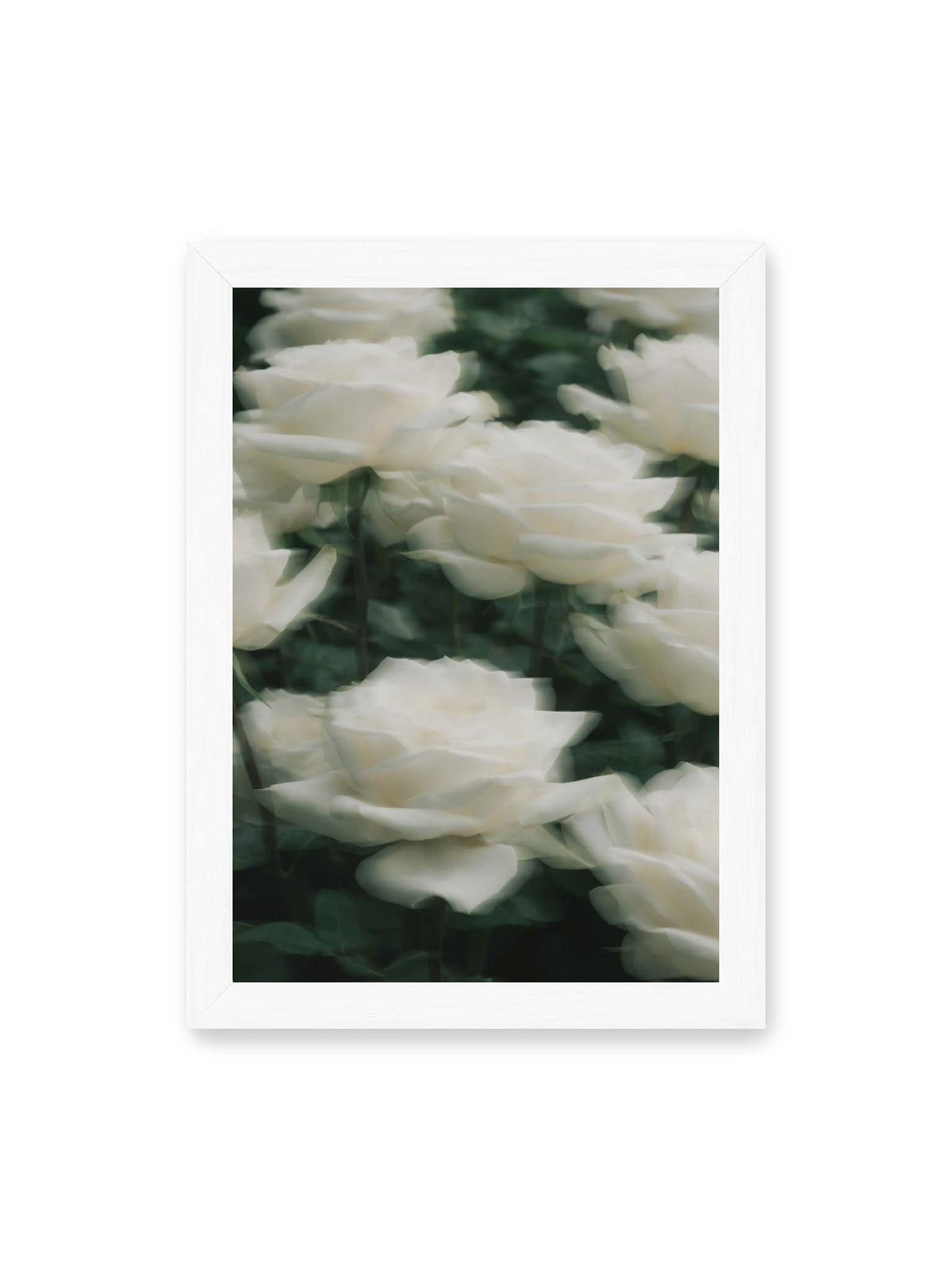 21x30 cm, weißer Rahmen – Weiße Rosen mit weichen, überlagerten Konturen vor dichtem dunkelgrünem Blattwerk.