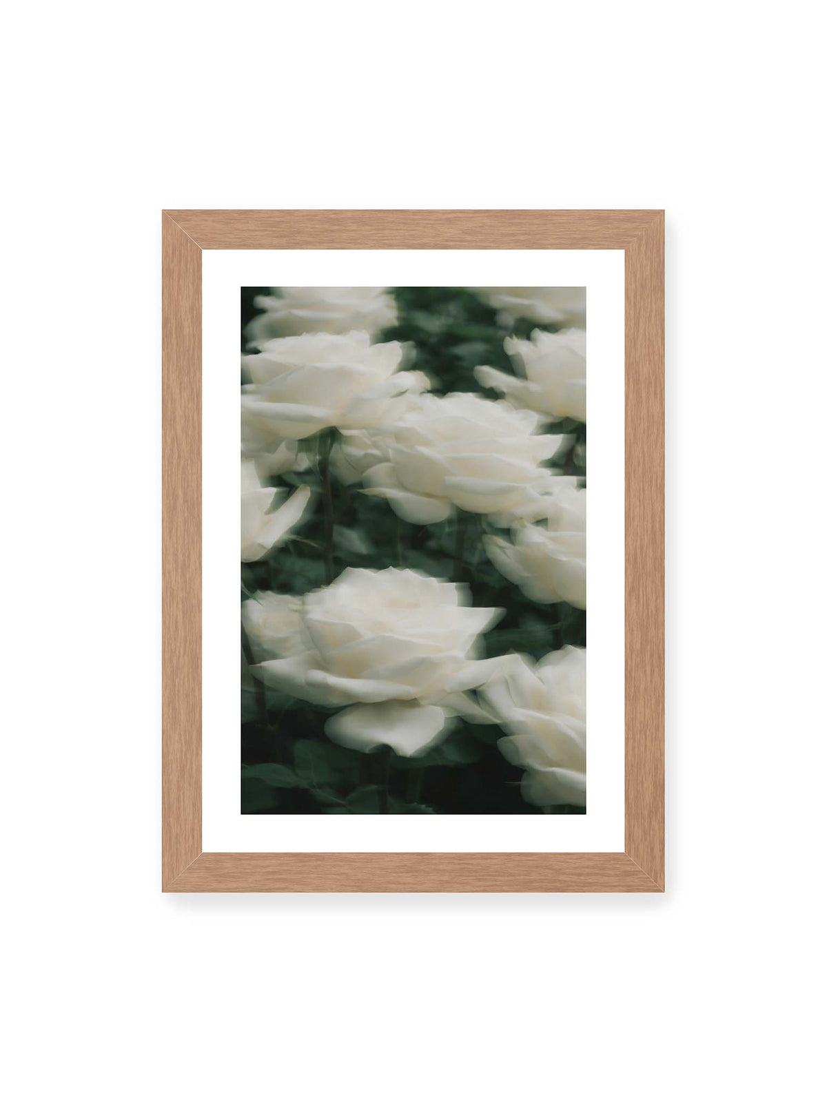21x30 cm, weißer Galerie-Rand, Eichenrahmen – Weiße Rosen mit weichen, überlagerten Konturen vor dichtem dunkelgrünem Blattwerk.