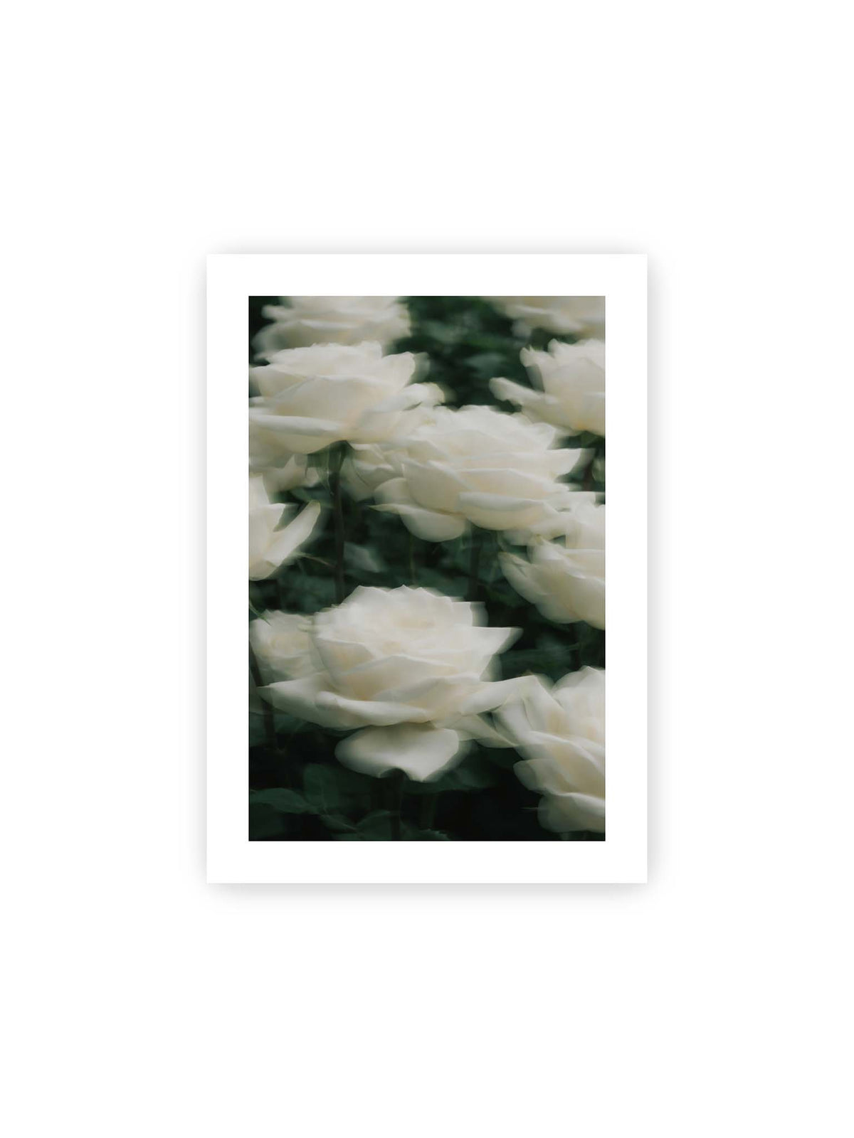 21x30 cm, weißer Galerie-Rand – Weiße Rosen mit weichen, überlagerten Konturen vor dichtem dunkelgrünem Blattwerk.