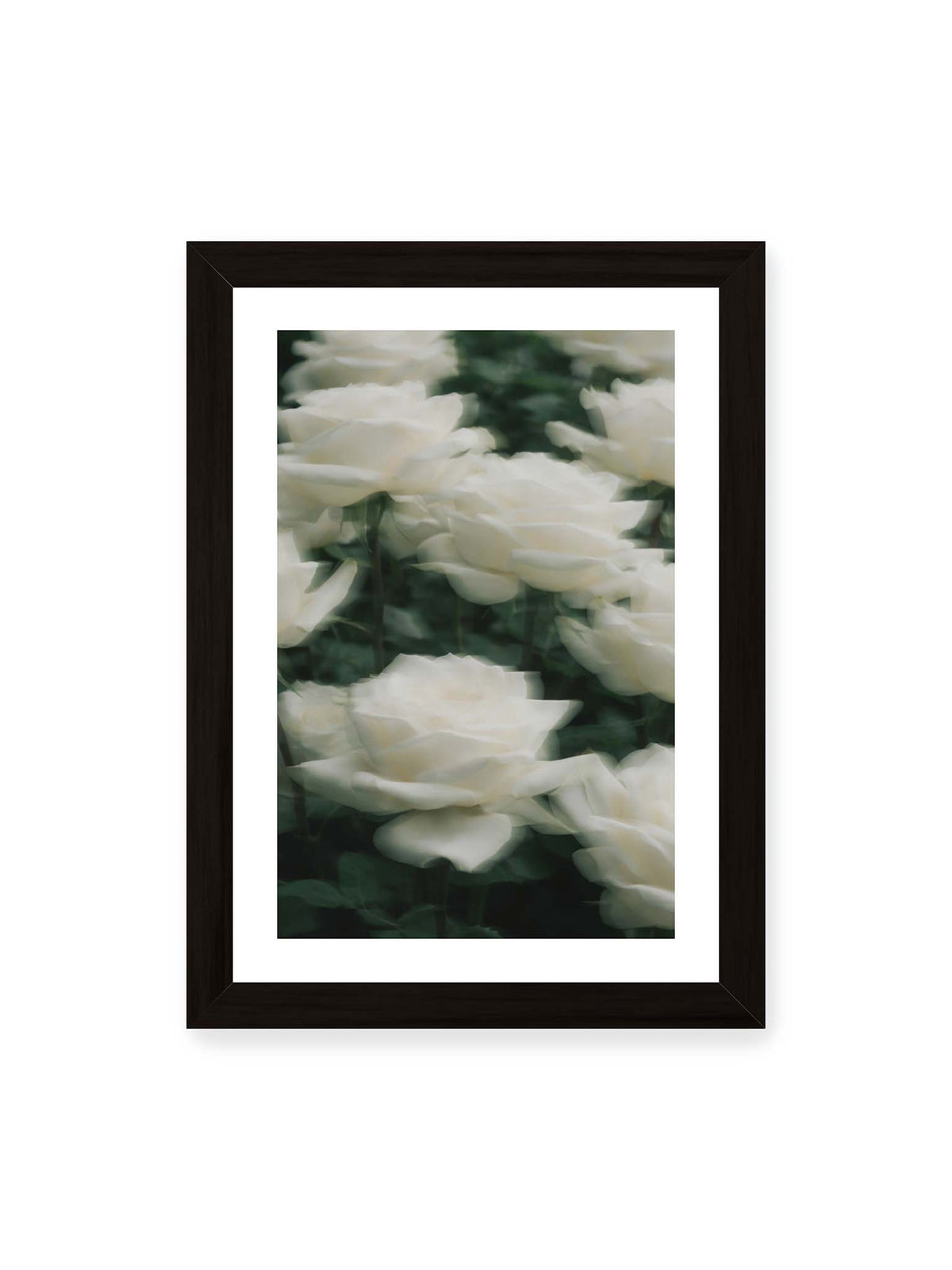21x30 cm, weißer Galerie-Rand, schwarzer Rahmen – Weiße Rosen mit weichen, überlagerten Konturen vor dichtem dunkelgrünem Blattwerk.