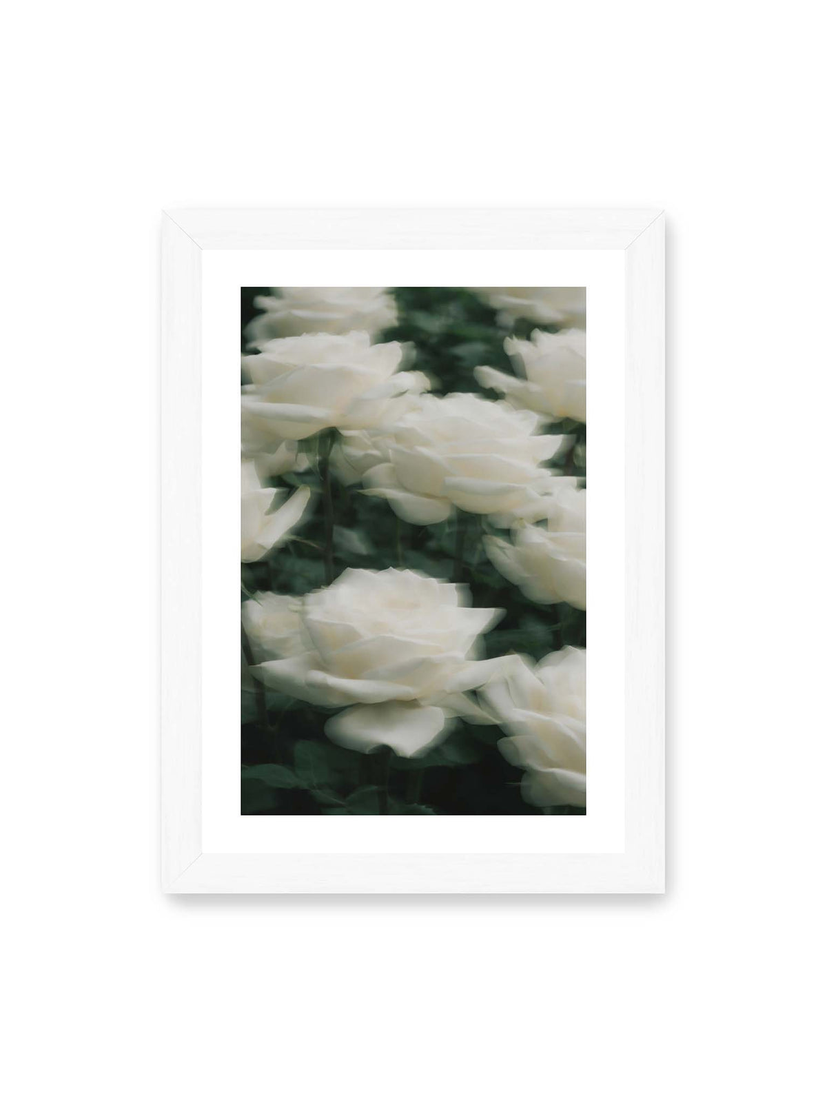 21x30 cm, weißer Galerie-Rand, weißer Rahmen – Weiße Rosen mit weichen, überlagerten Konturen vor dichtem dunkelgrünem Blattwerk.