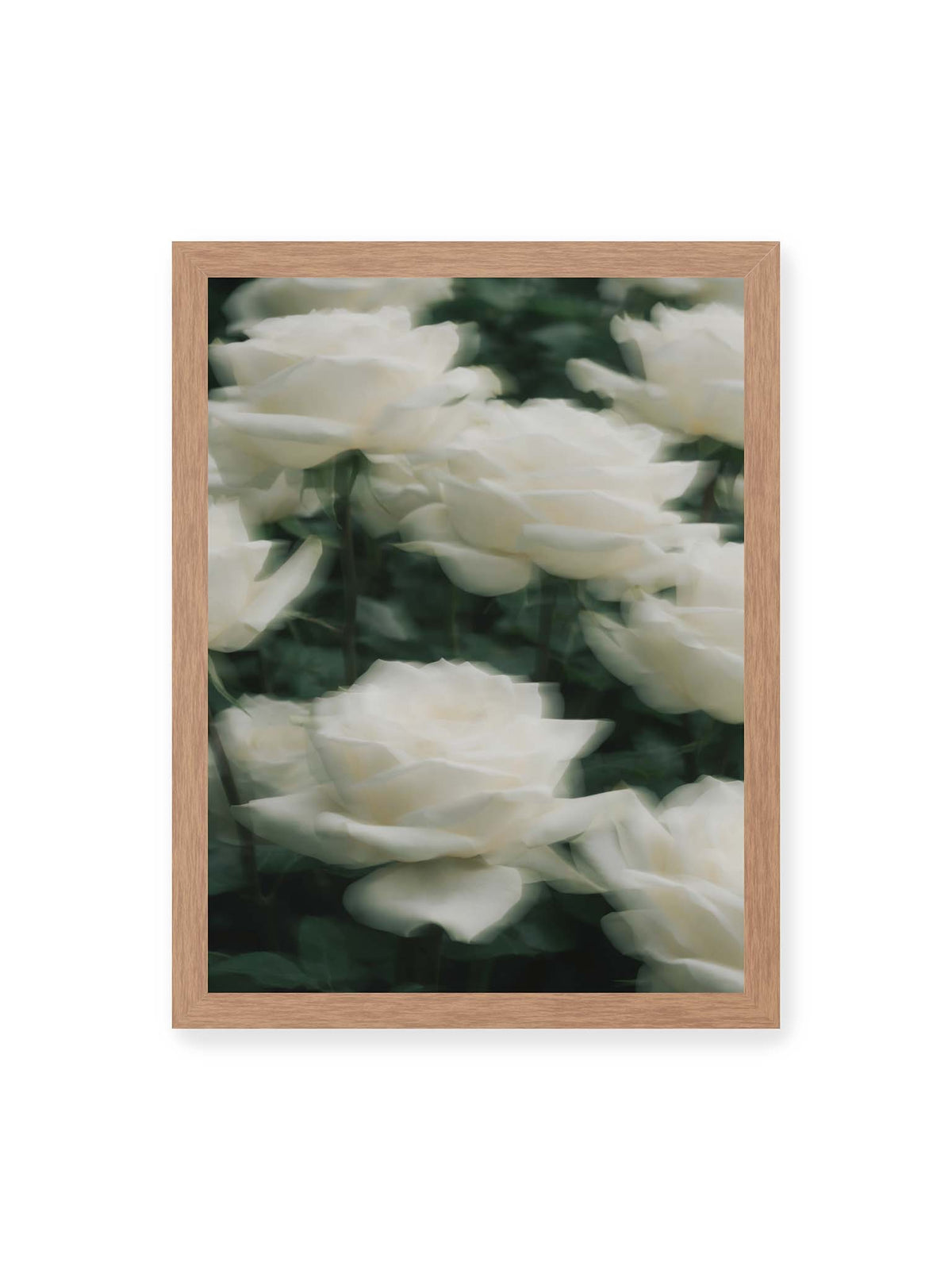 30x40 cm, Eichenrahmen – Weiße Rosen mit weichen, überlagerten Konturen vor dichtem dunkelgrünem Blattwerk.