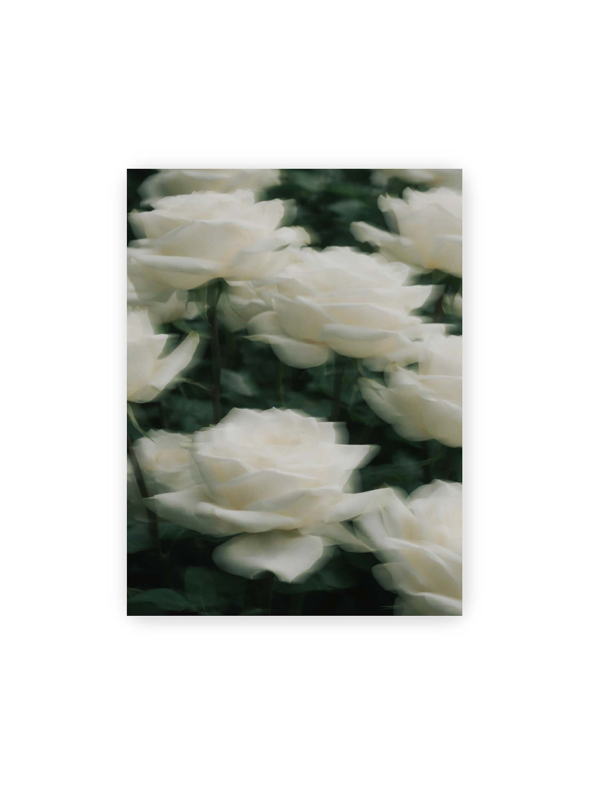 30x40 cm – Weiße Rosen mit weichen, überlagerten Konturen vor dichtem dunkelgrünem Blattwerk.