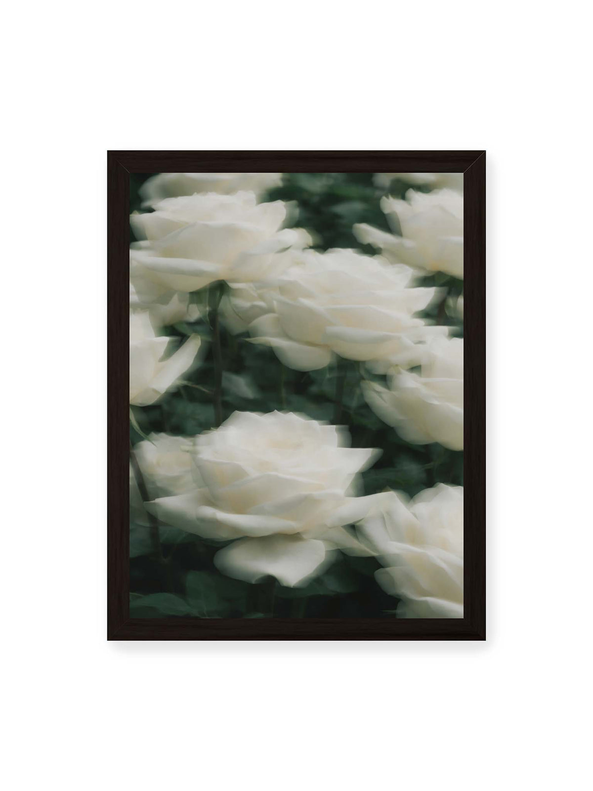 30x40 cm, schwarzer Rahmen – Weiße Rosen mit weichen, überlagerten Konturen vor dichtem dunkelgrünem Blattwerk.