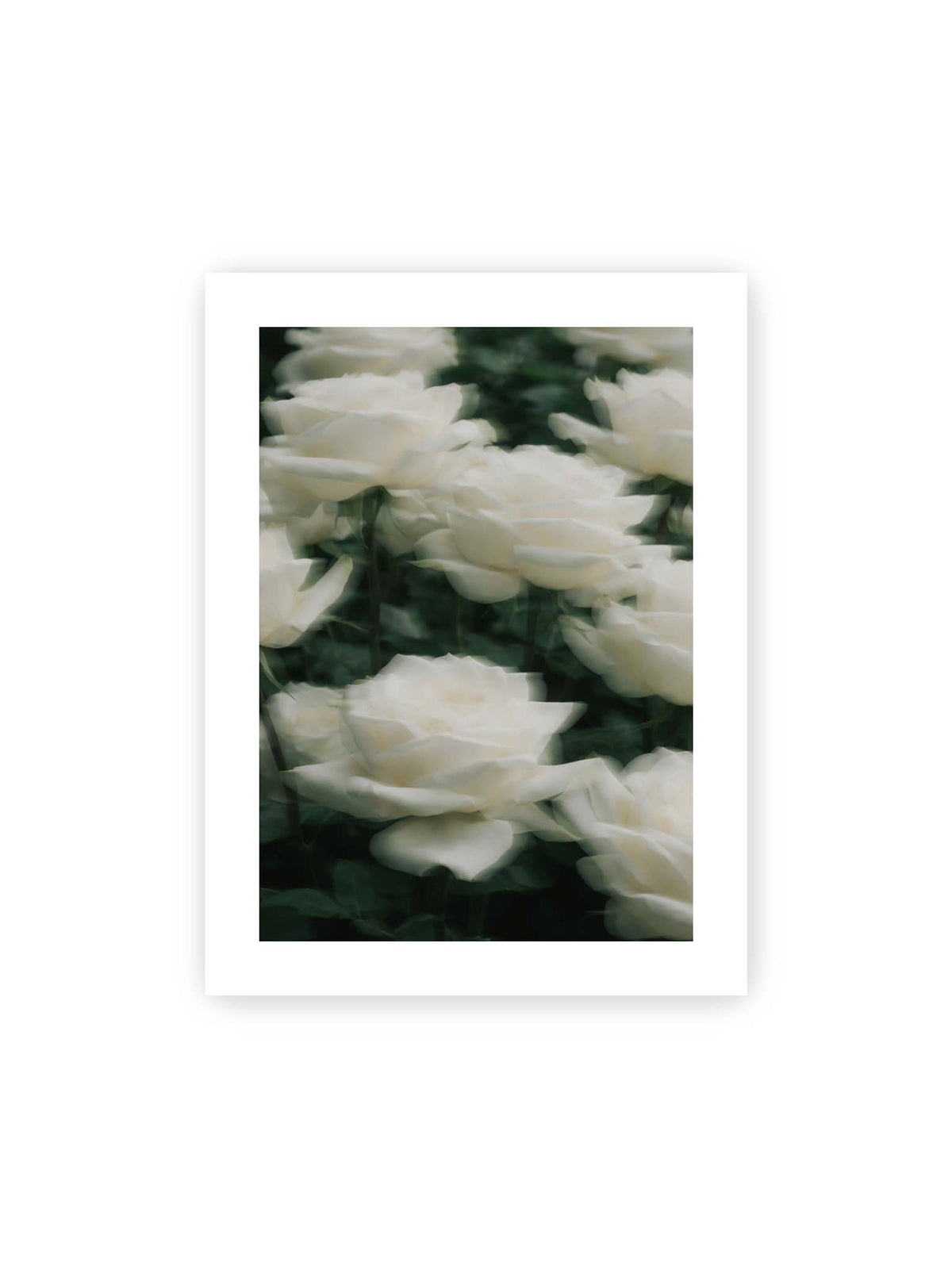 30x40 cm, weißer Galerie-Rand – Weiße Rosen mit weichen, überlagerten Konturen vor dichtem dunkelgrünem Blattwerk.