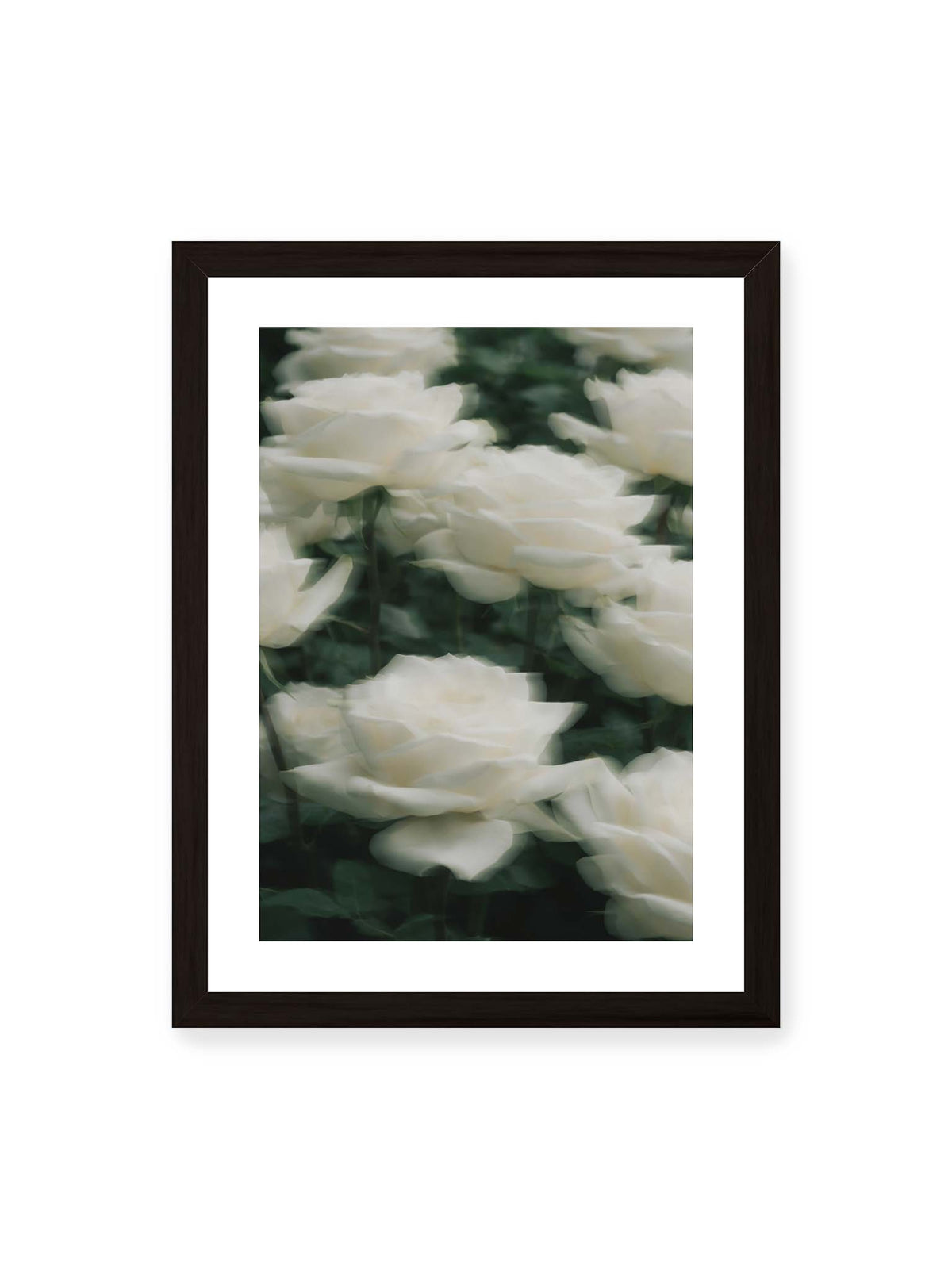 30x40 cm, weißer Galerie-Rand, schwarzer Rahmen – Weiße Rosen mit weichen, überlagerten Konturen vor dichtem dunkelgrünem Blattwerk.