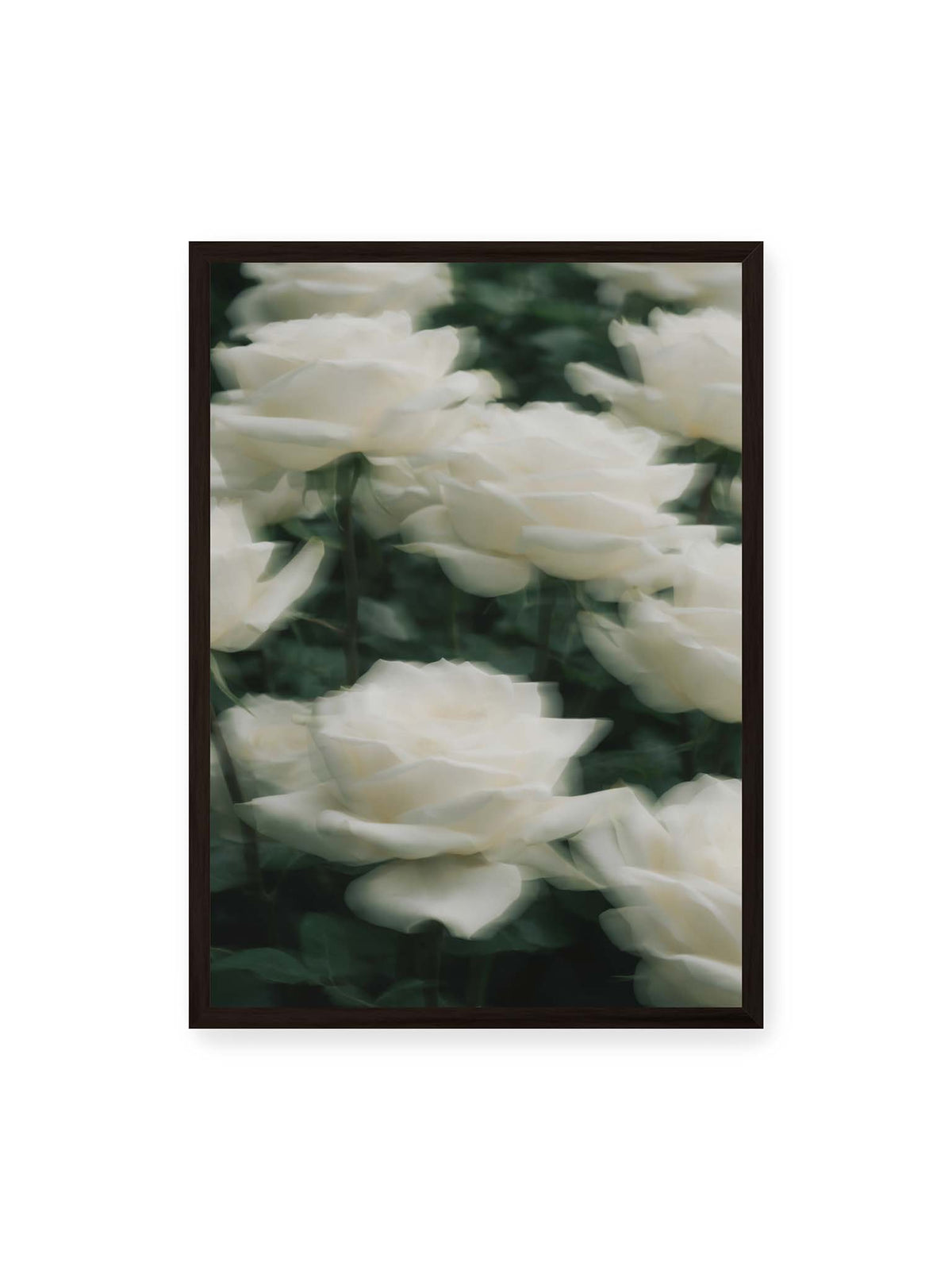 50x70 cm, schwarzer Rahmen – Weiße Rosen mit weichen, überlagerten Konturen vor dichtem dunkelgrünem Blattwerk.