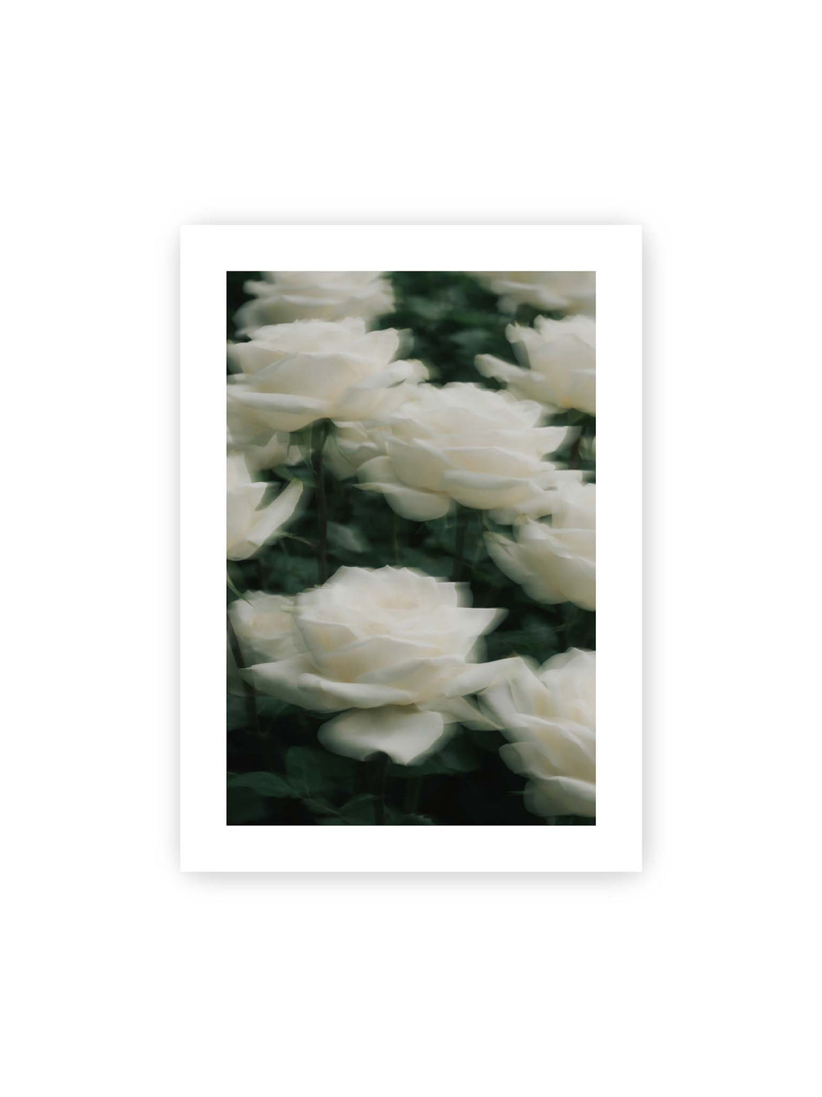 50x70 cm, weißer Galerie-Rand – Weiße Rosen mit weichen, überlagerten Konturen vor dichtem dunkelgrünem Blattwerk.