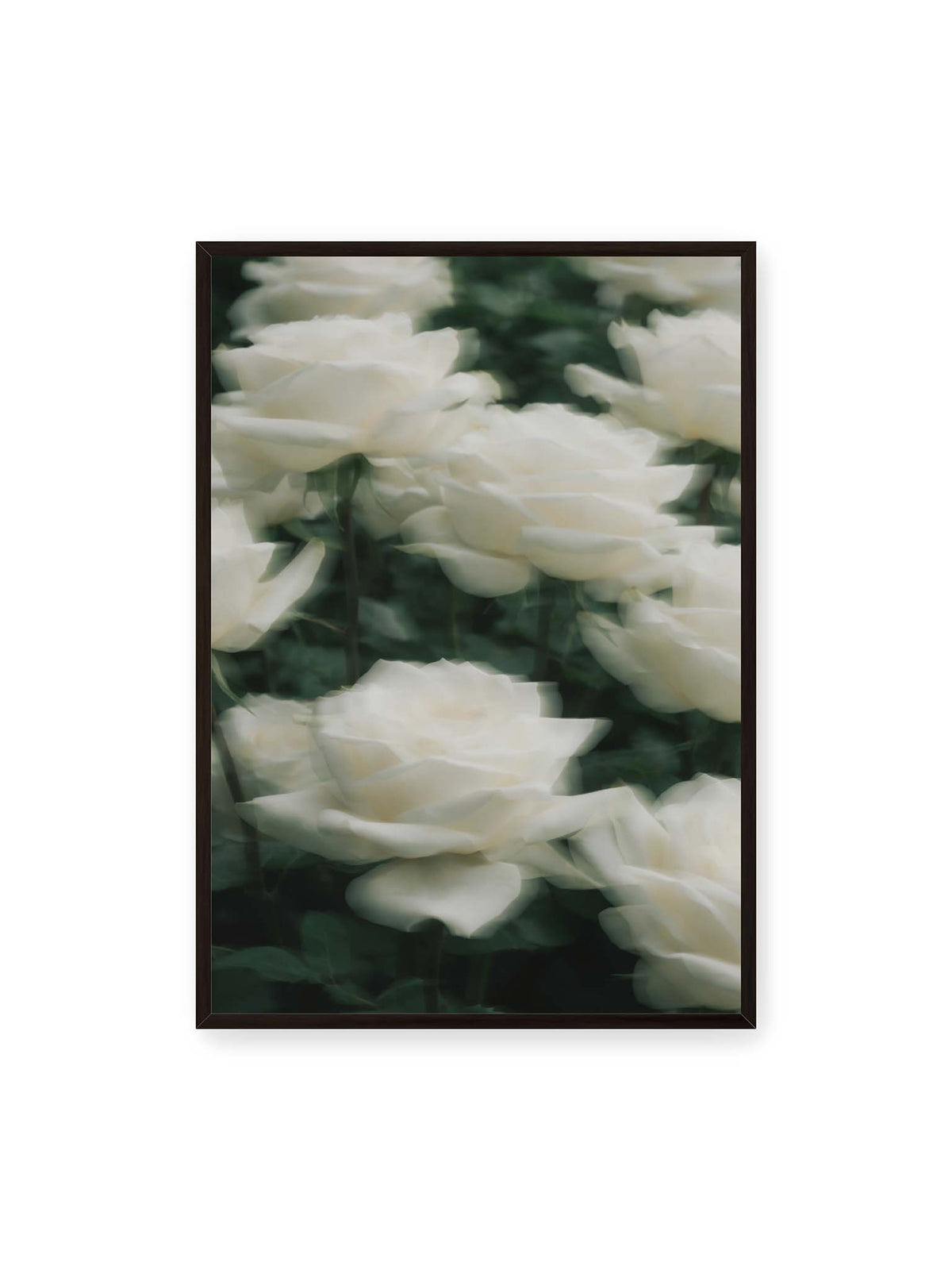 70x100 cm, schwarzer Rahmen – Weiße Rosen mit weichen, überlagerten Konturen vor dichtem dunkelgrünem Blattwerk.