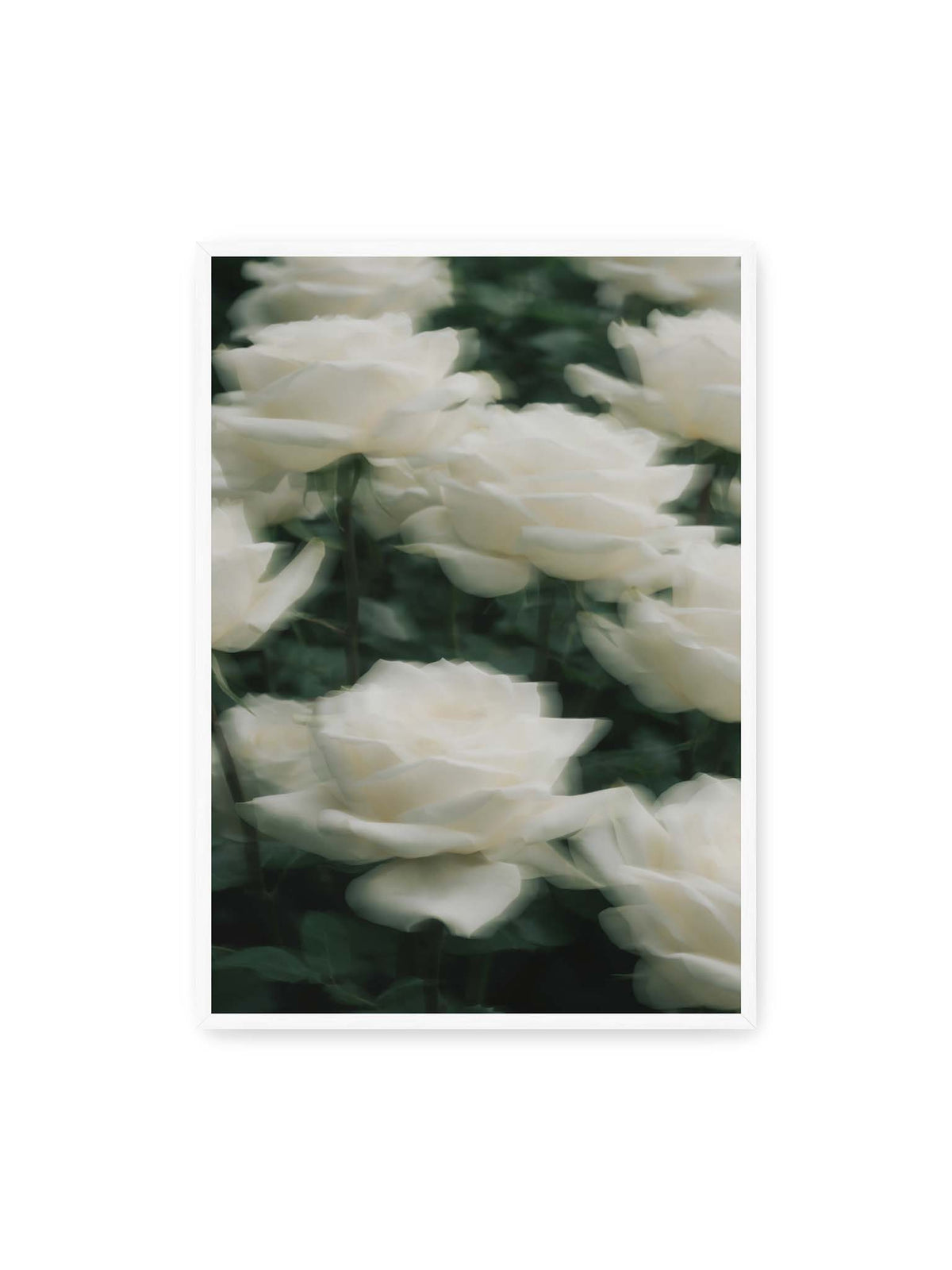 70x100 cm, weißer Rahmen – Weiße Rosen mit weichen, überlagerten Konturen vor dichtem dunkelgrünem Blattwerk.