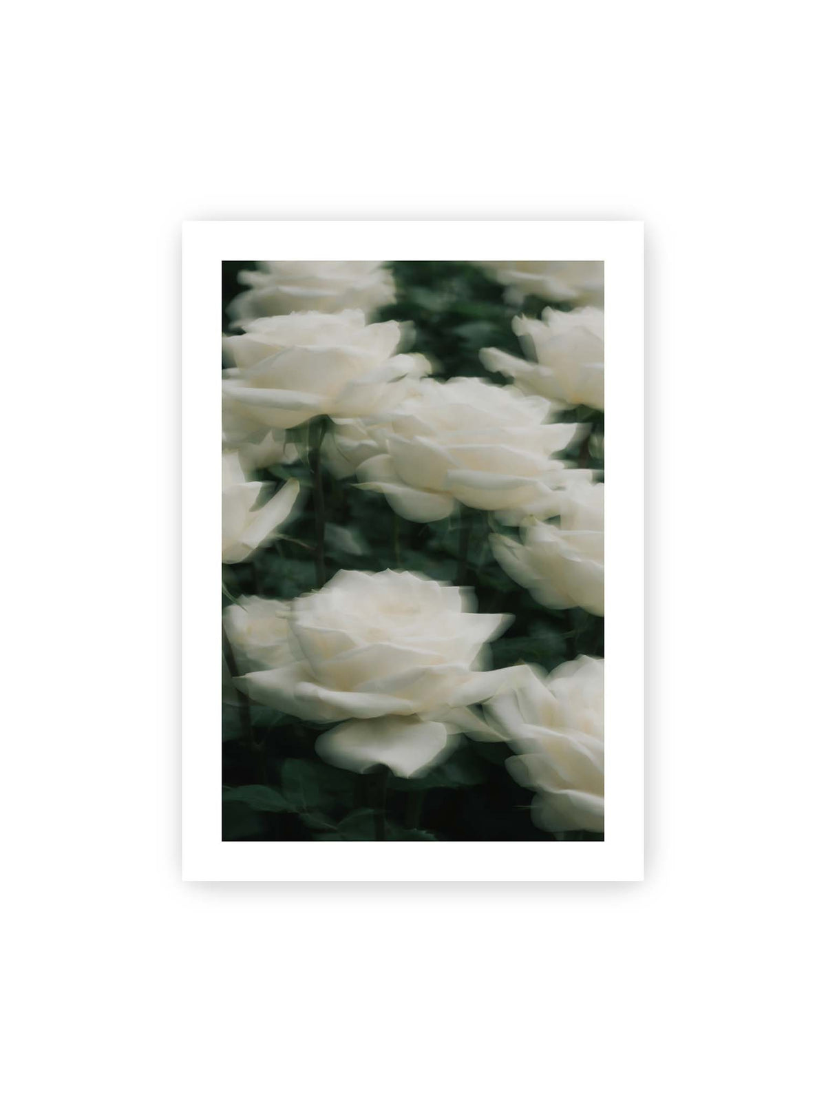 70x100 cm, weißer Galerie-Rand – Weiße Rosen mit weichen, überlagerten Konturen vor dichtem dunkelgrünem Blattwerk.