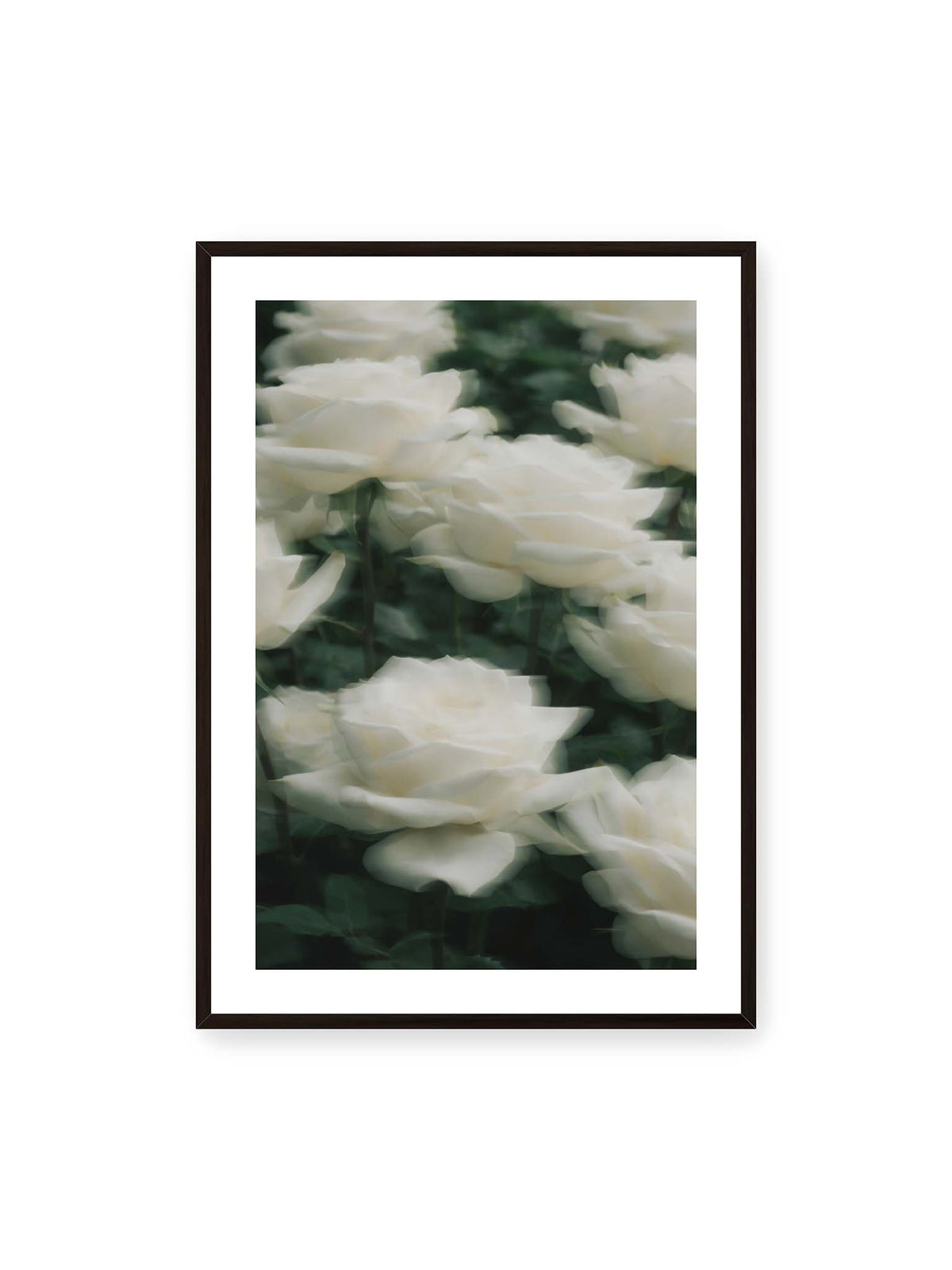 70x100 cm, weißer Galerie-Rand, schwarzer Rahmen – Weiße Rosen mit weichen, überlagerten Konturen vor dichtem dunkelgrünem Blattwerk.