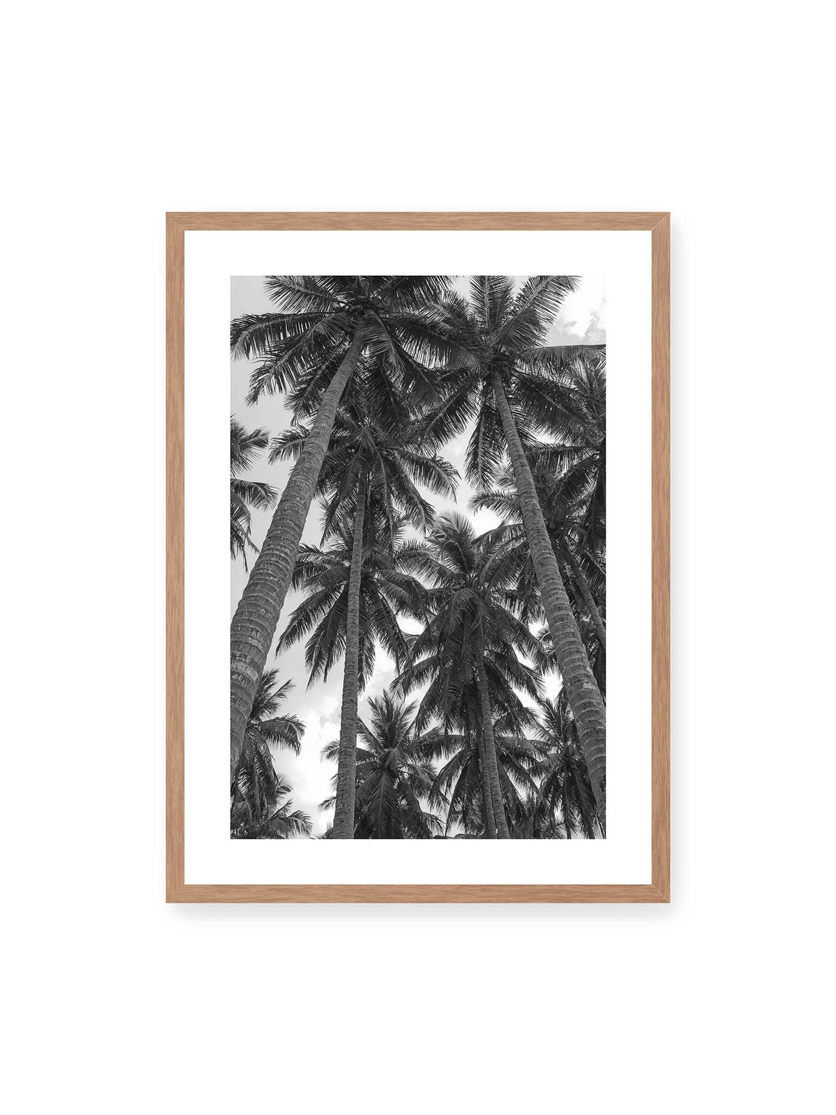 Palms Rising Overhead