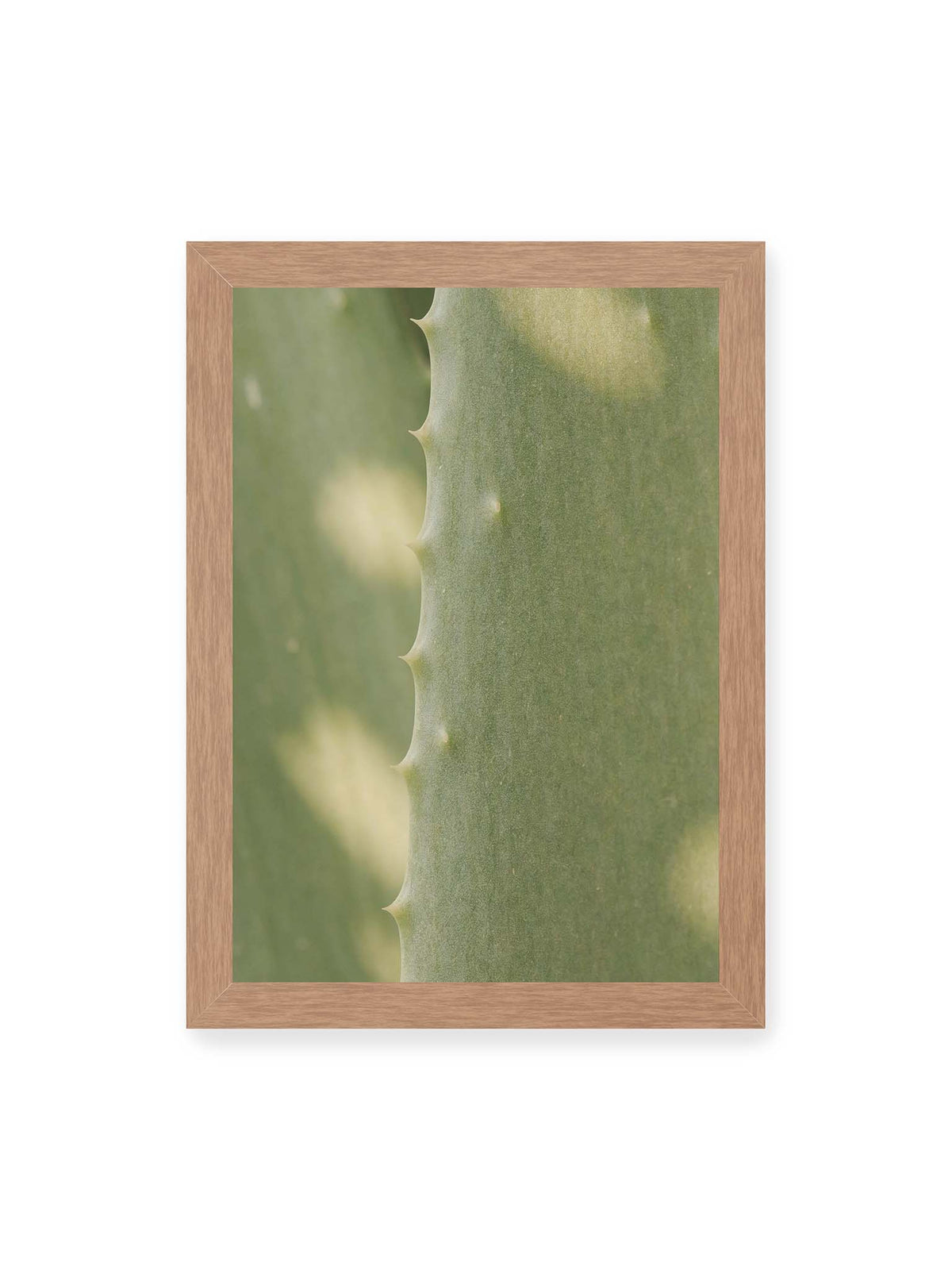 21x30 cm, Eichenrahmen – Nahaufnahme eines grünen Aloe Vera Blatts mit kleinen Dornen entlang der geschwungenen Kante.