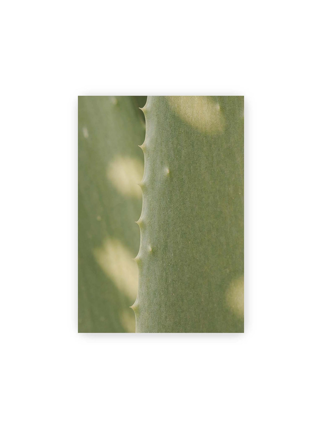 21x30 cm – Nahaufnahme eines grünen Aloe Vera Blatts mit kleinen Dornen entlang der geschwungenen Kante.