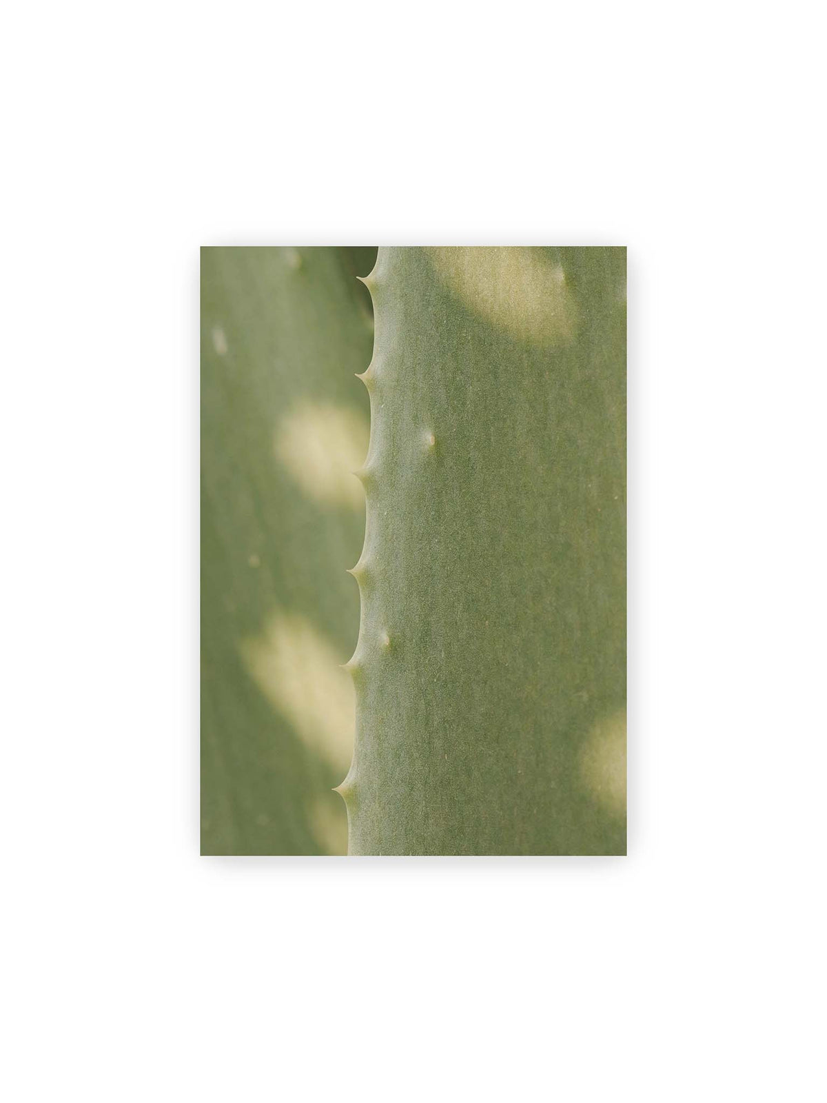 21x30 cm – Nahaufnahme eines grünen Aloe Vera Blatts mit kleinen Dornen entlang der geschwungenen Kante.