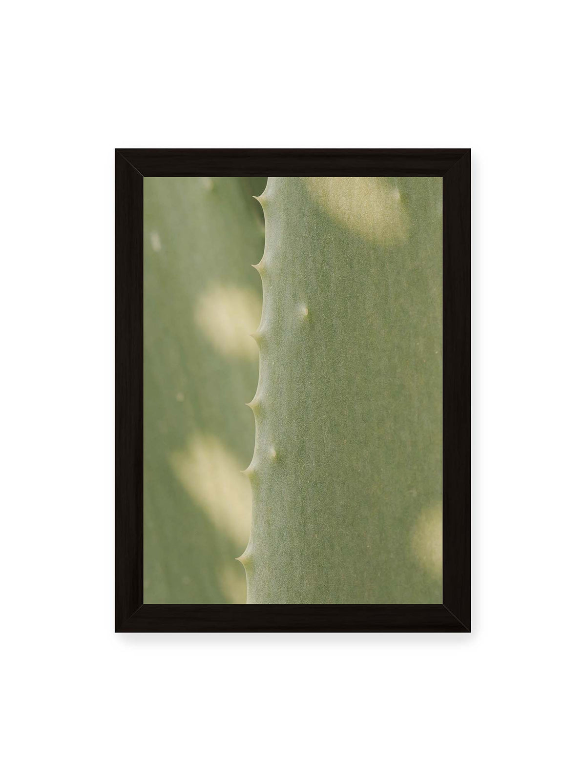 21x30 cm, schwarzer Rahmen – Nahaufnahme eines grünen Aloe Vera Blatts mit kleinen Dornen entlang der geschwungenen Kante.