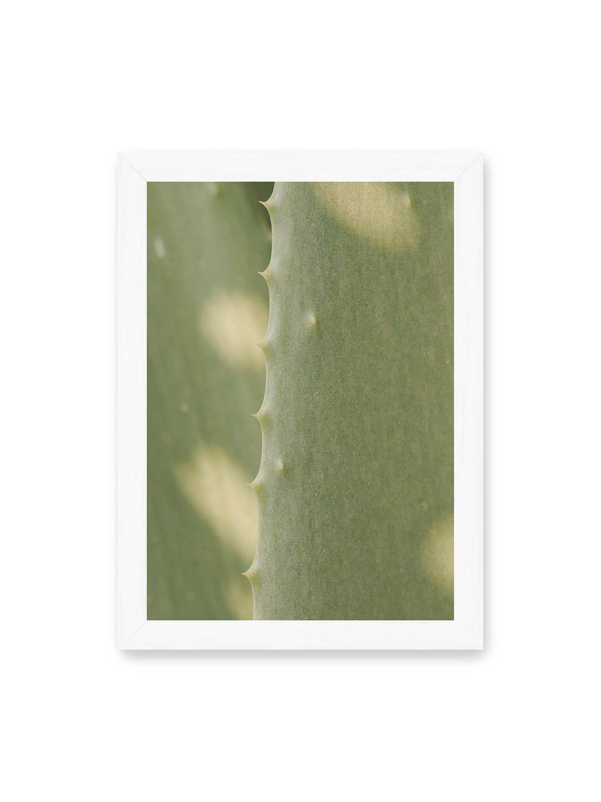 21x30 cm, weißer Rahmen – Nahaufnahme eines grünen Aloe Vera Blatts mit kleinen Dornen entlang der geschwungenen Kante.